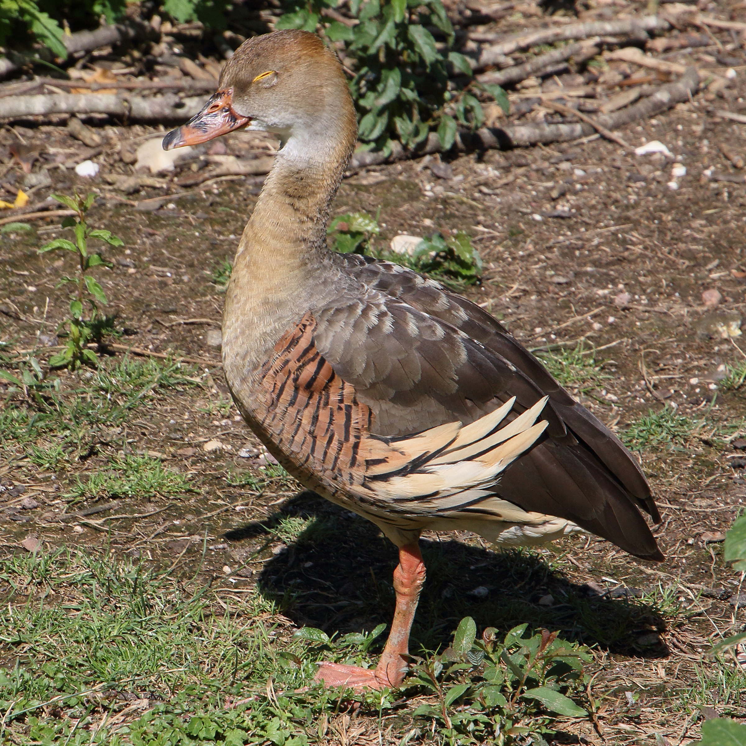 dendrocygne_d-eyton_-_dendrocygna_eytoni3md