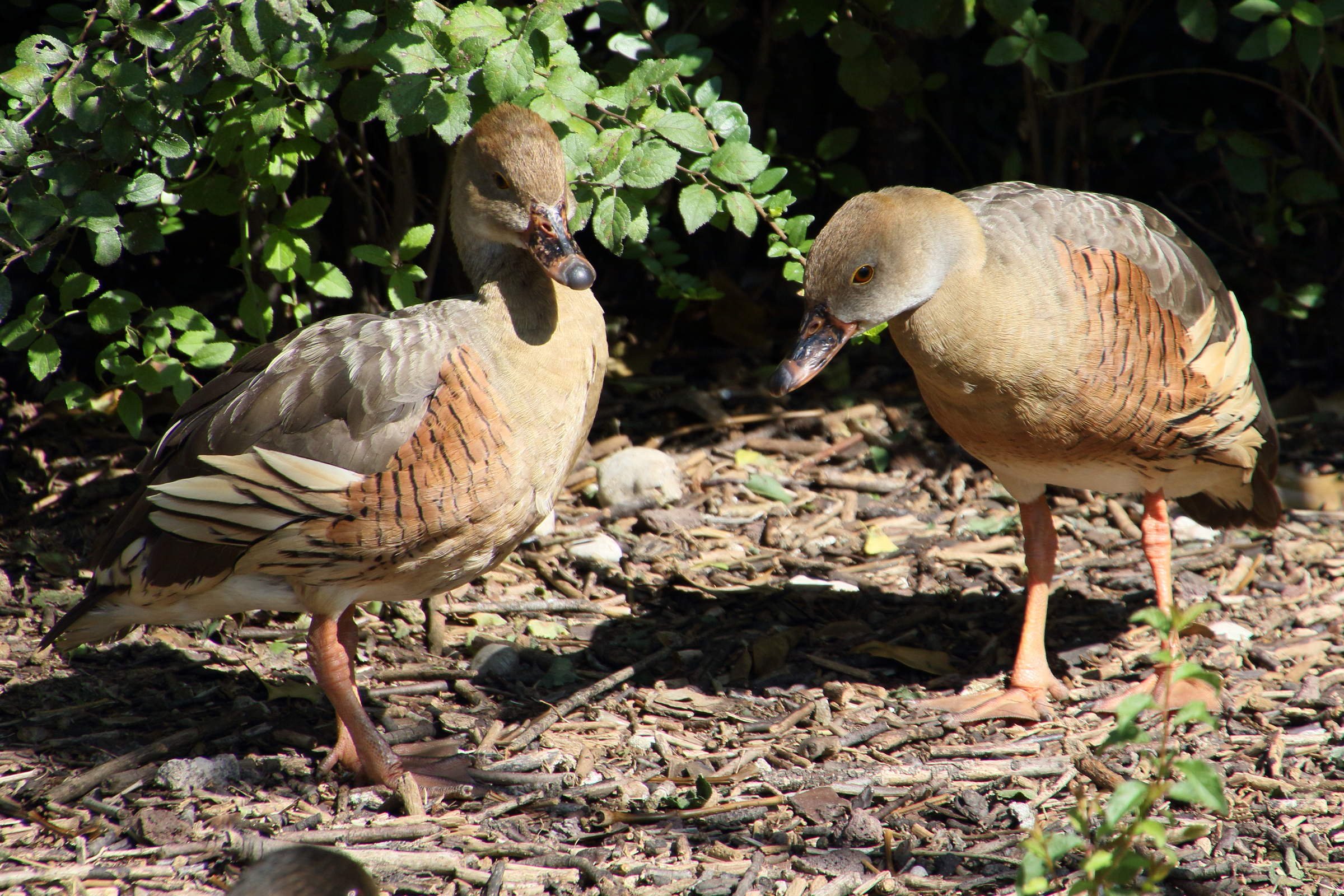 dendrocygne_d-eyton_-_dendrocygna_eytoni4md