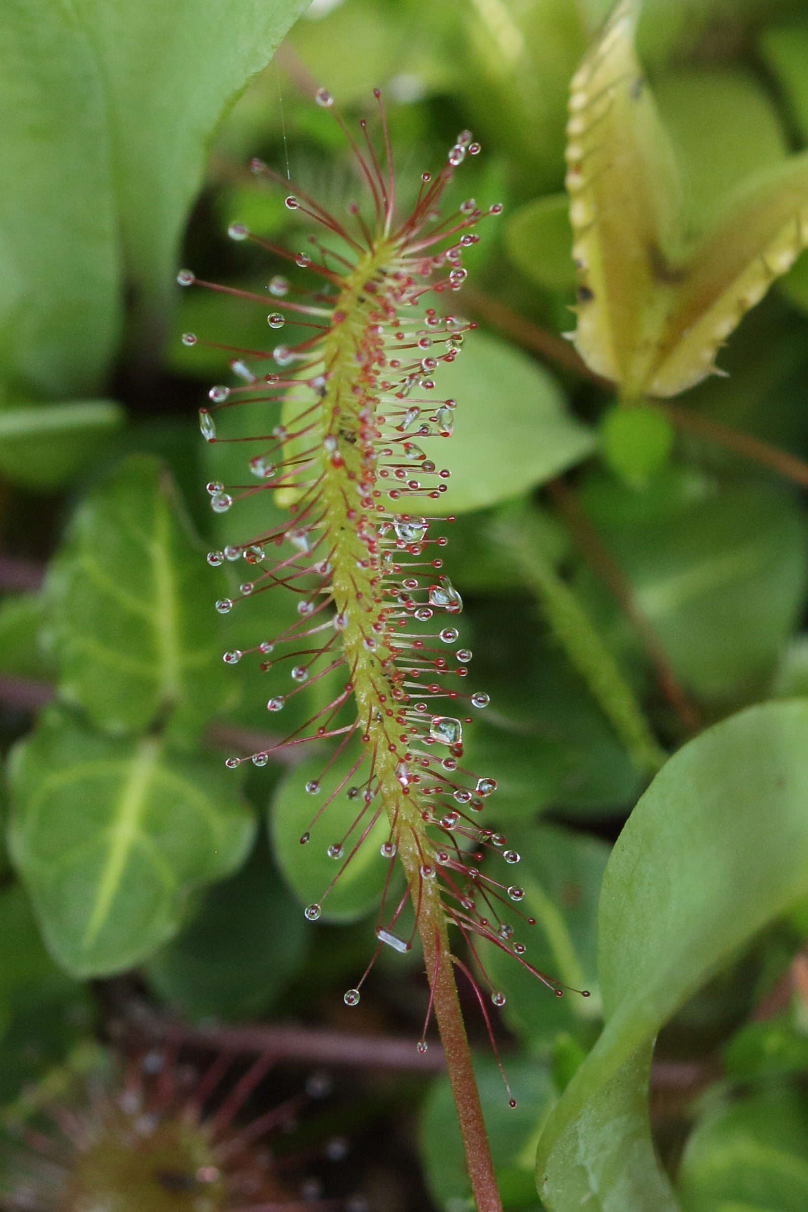 Afficher le média drosera_longifolia3bd drosera_longifolia3bd