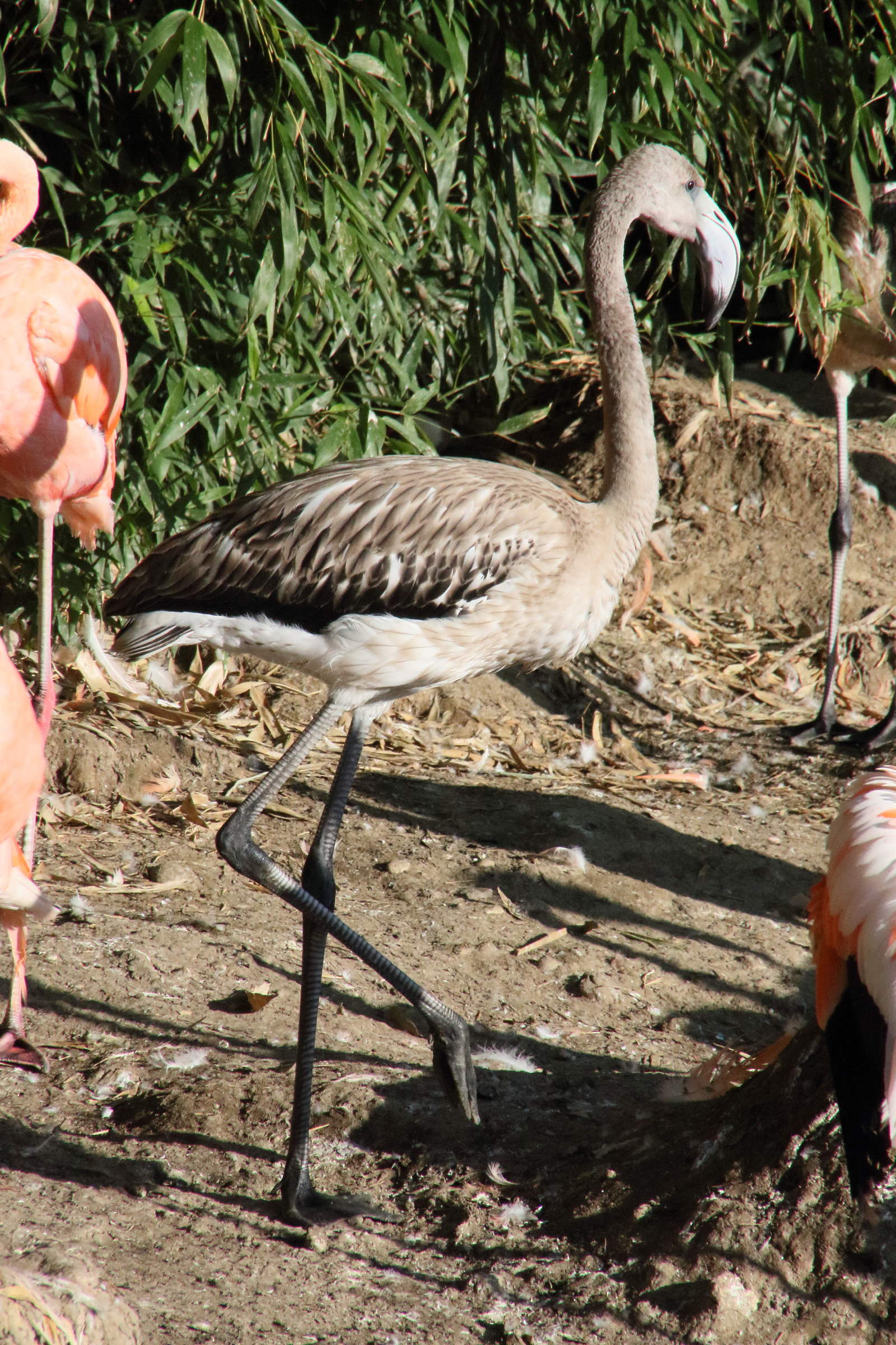 Afficher le média flamant_de_cuba_-_phoenicopterus_ruber_10md flamant_de_cuba_-_phoenicopterus_ruber_10md