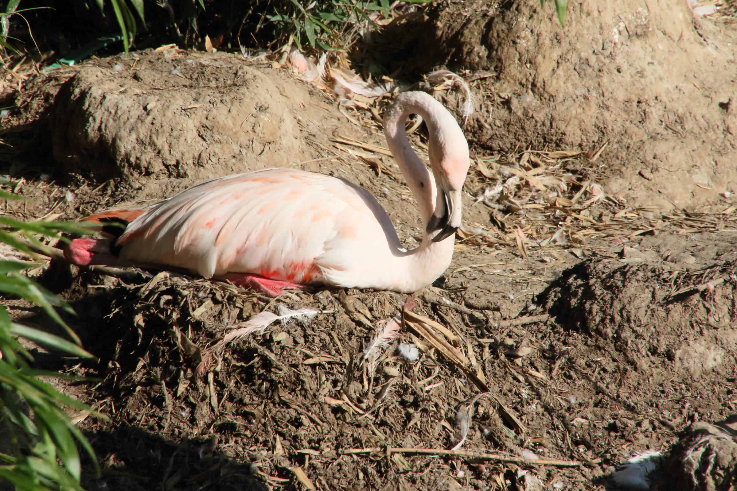 Afficher le média flamant_de_cuba_-_phoenicopterus_ruber_9md flamant_de_cuba_-_phoenicopterus_ruber_9md