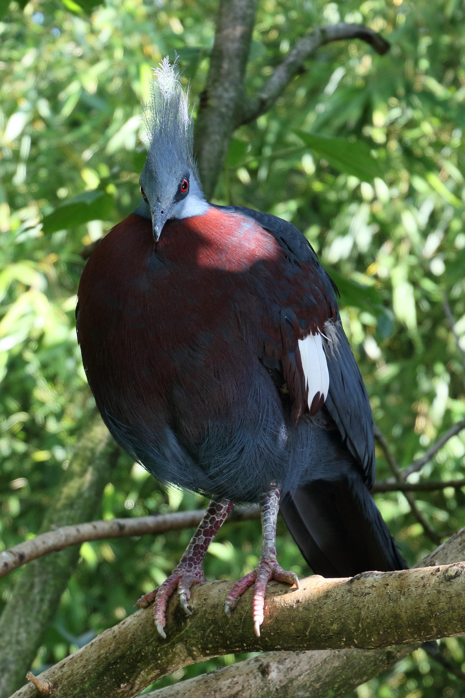 goura_de_sclater_-_goura_scheepmakeri_sclateri4md