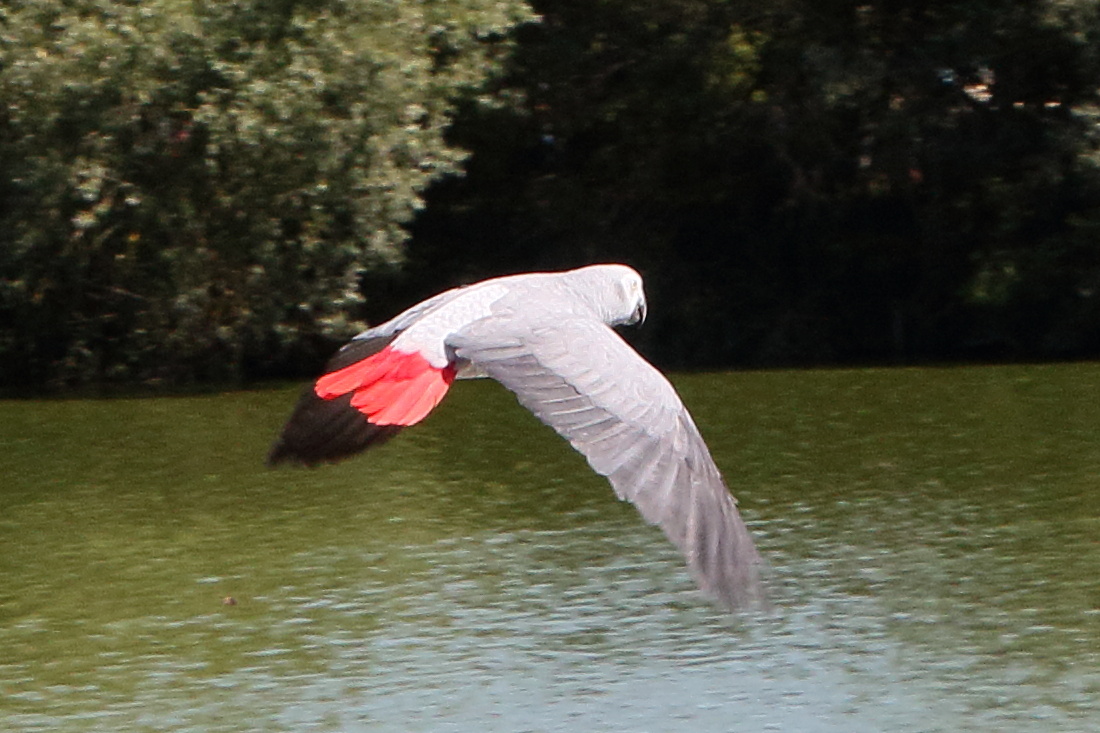 gris_du_gabon_-_psittacus_erithacus4md