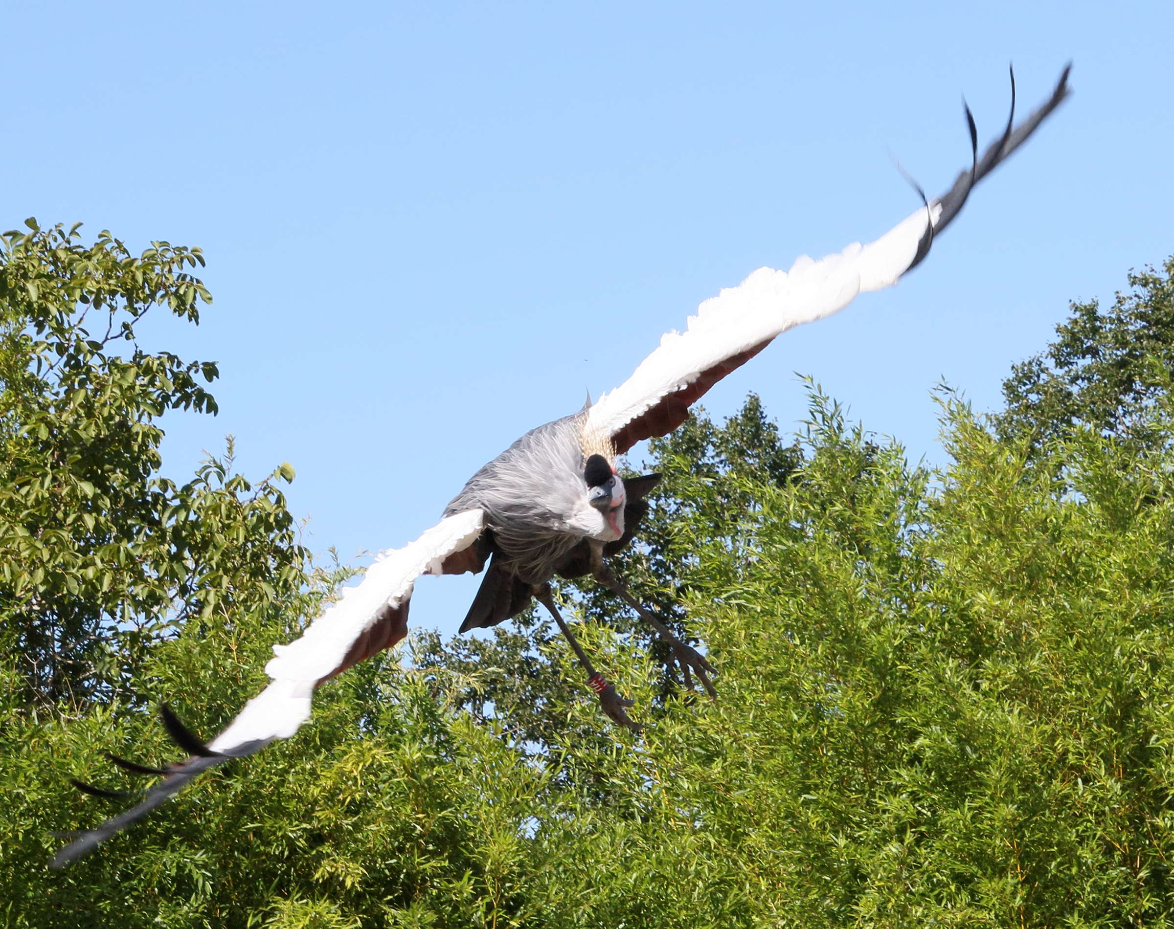 grue_royale_-_balearica_regulorum7md