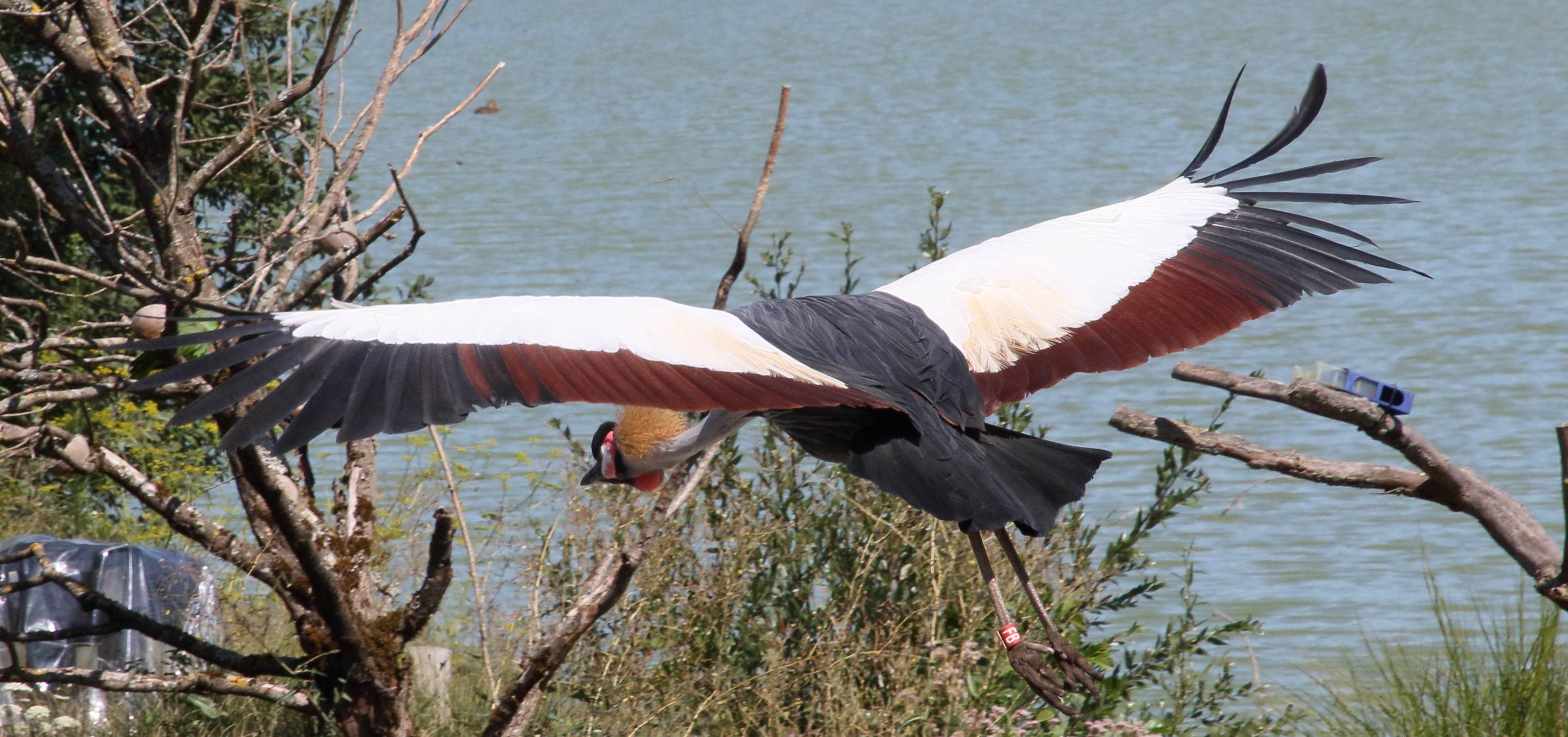 grue_royale_-_balearica_regulorum8md