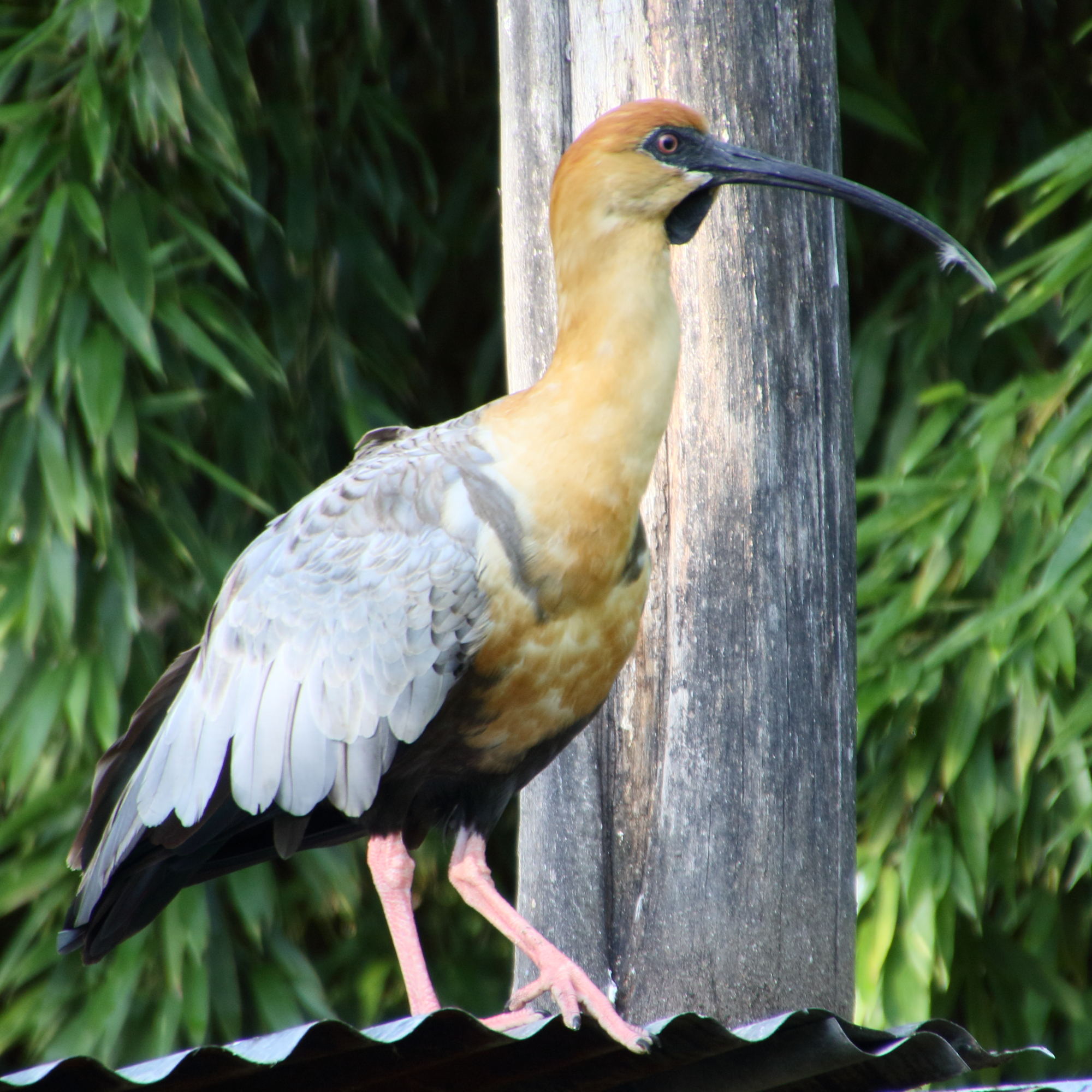 ibis_a_face_noire_-_theristicus_melanopis3md