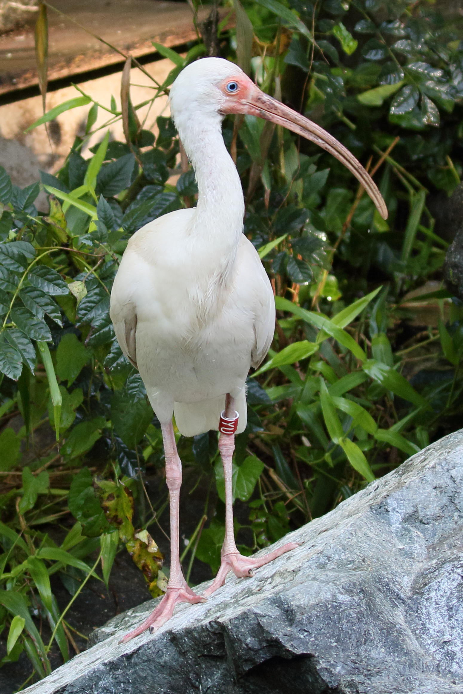 ibis_blanc_-_eudocimus_albus3bd