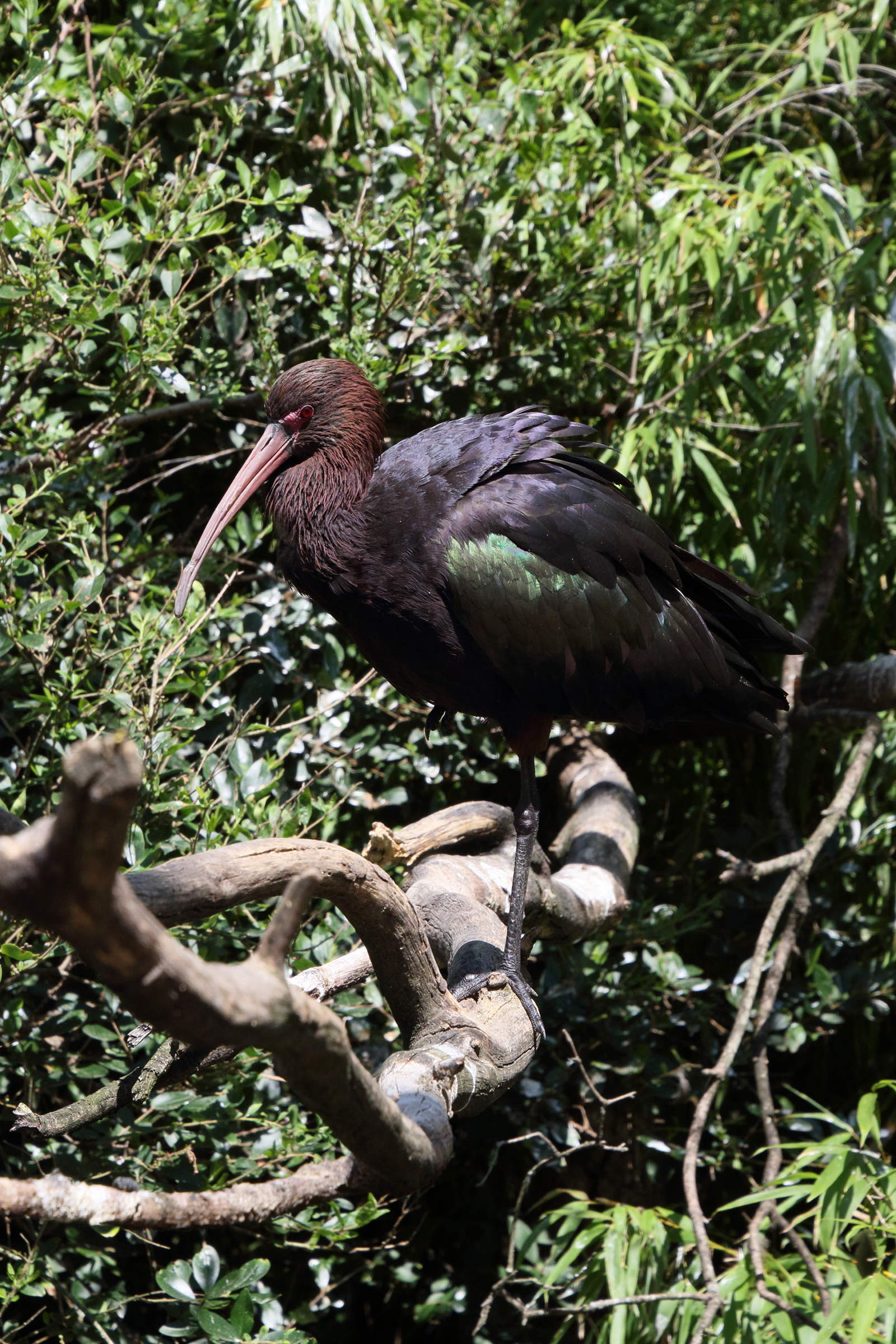 ibis_de_ridgway_-_plegadis_ridgwayi5md