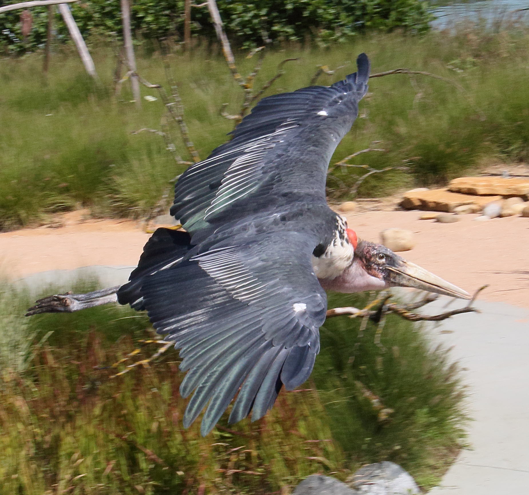 marabout_d-afrique_-_leptoptilos_crumenifer5md