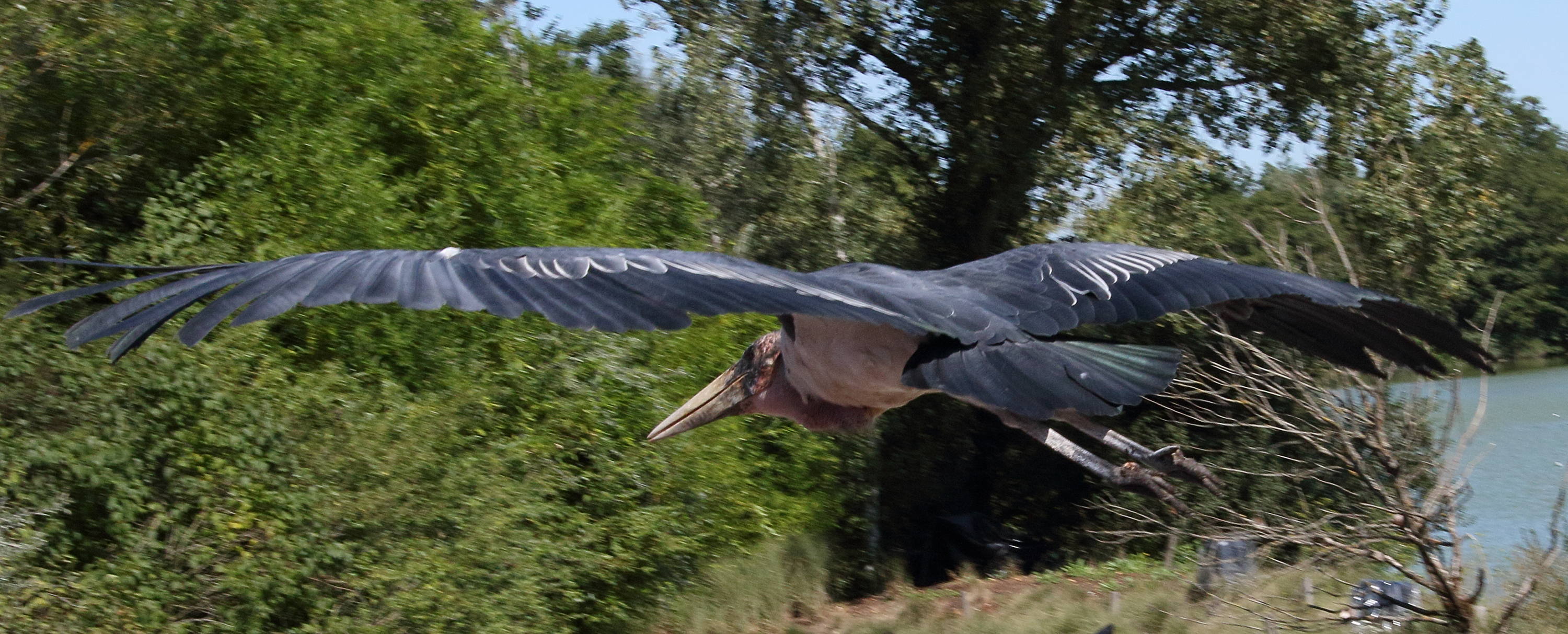marabout_d-afrique_-_leptoptilos_crumenifer6md