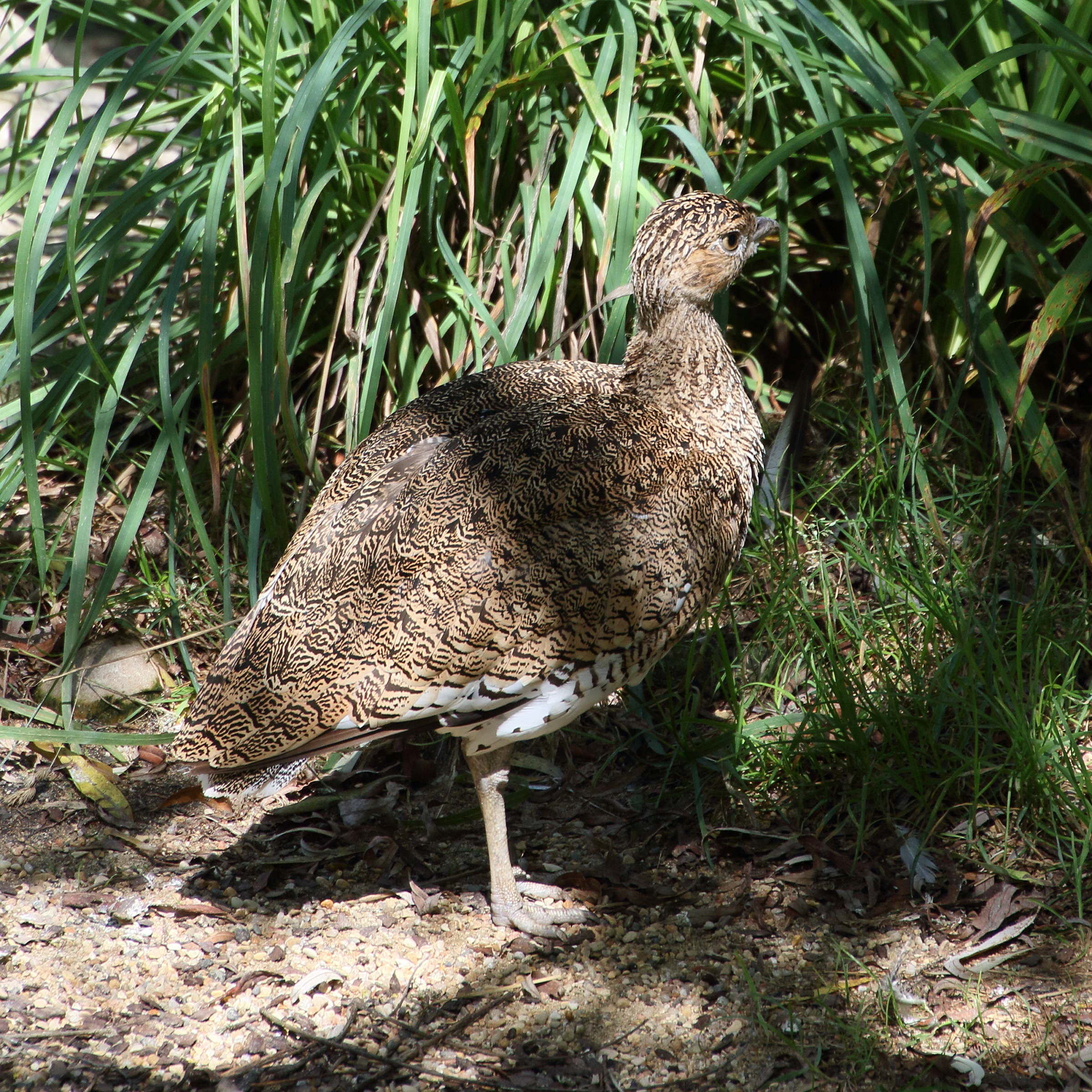 outarde_canepetiere_-_tetrax_tetrax3md