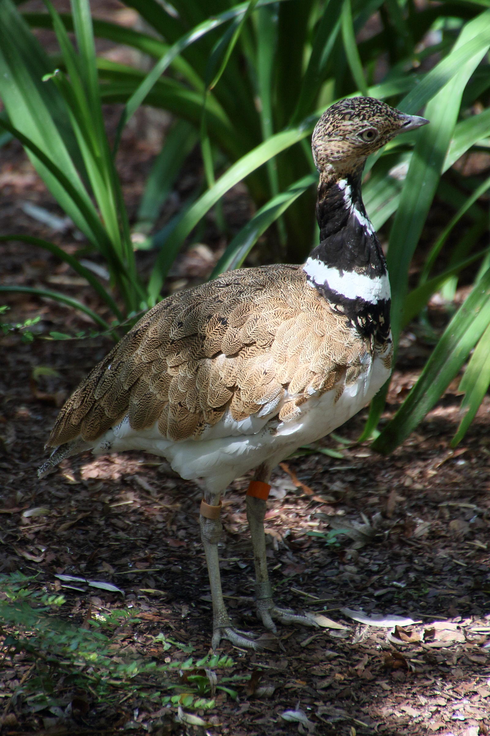 outarde_canepetiere_-_tetrax_tetrax4md