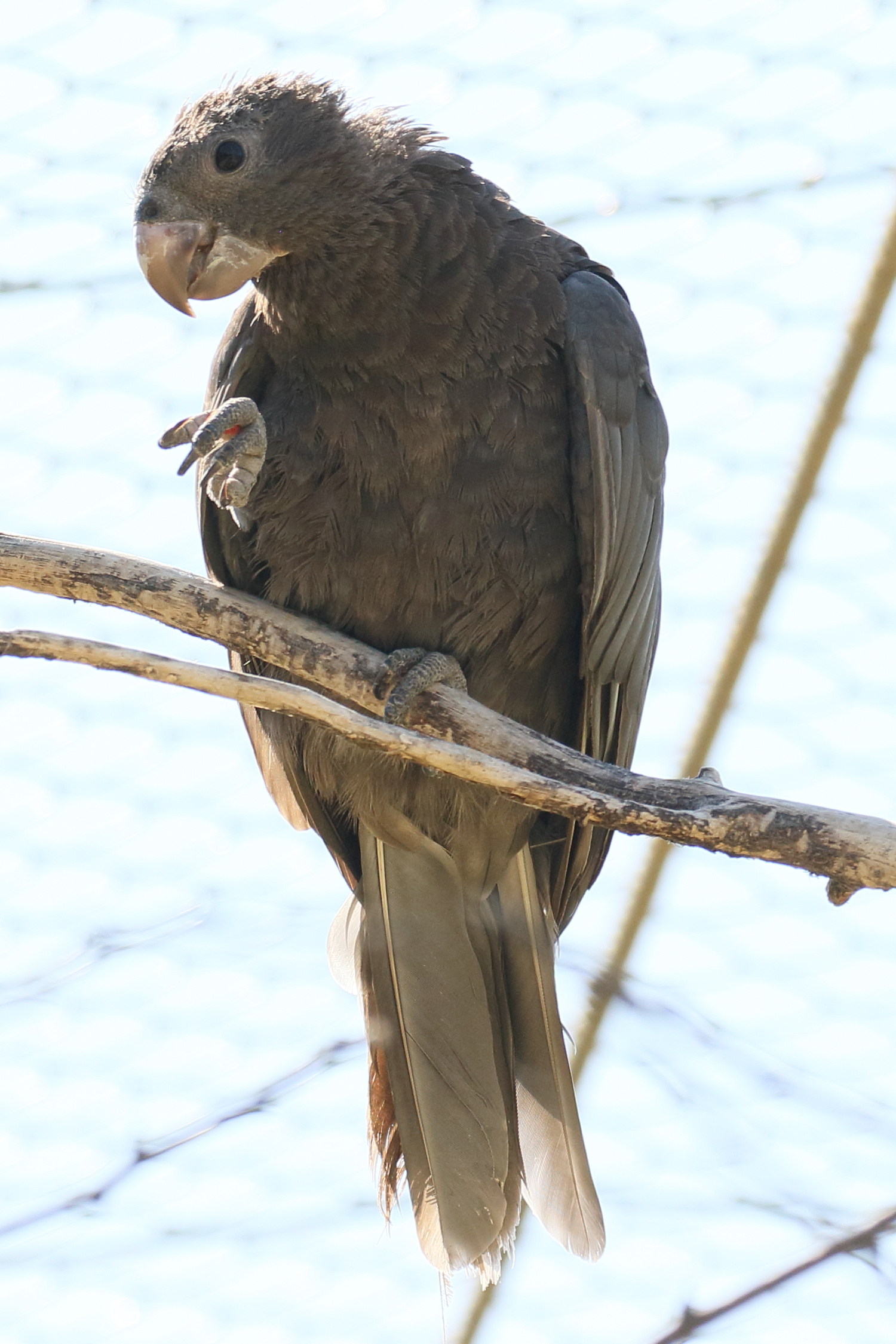 Afficher le média perroquet_vaza_-_coracopsis_vasa3bd perroquet_vaza_-_coracopsis_vasa3bd