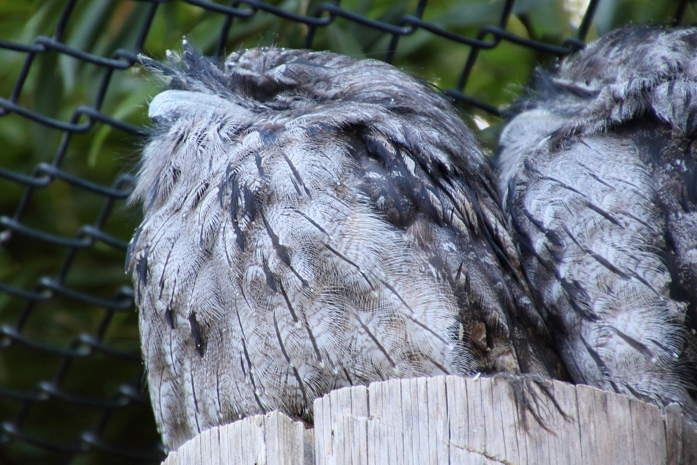 podarge_gris_-_podargus_strigoides2md