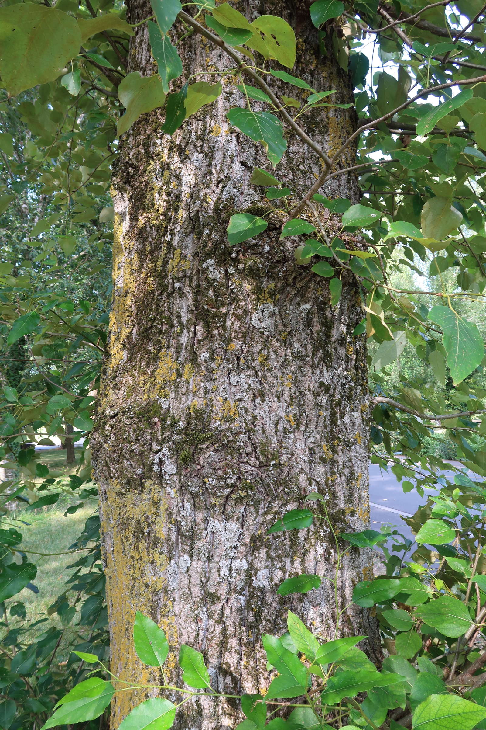 populus_trichocarpa3md
