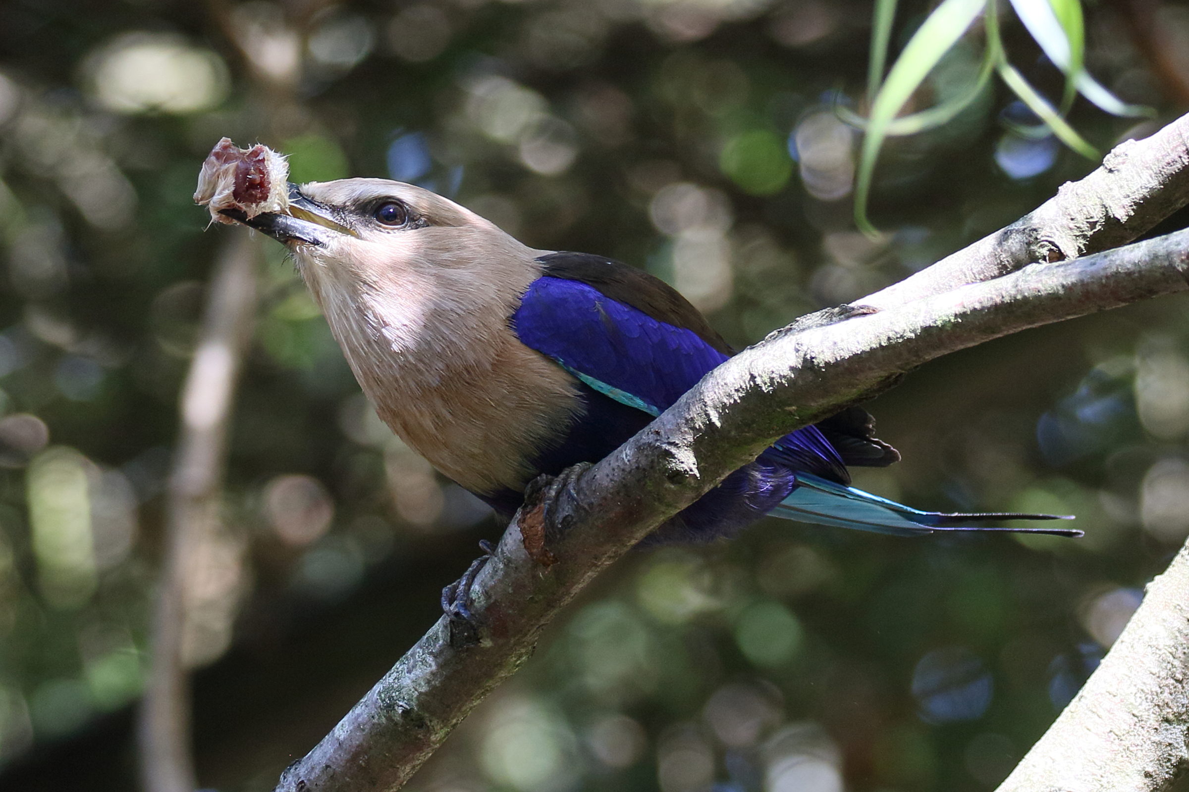 rollier_a_ventre_bleu_-_coracias_cyanogaster4bd