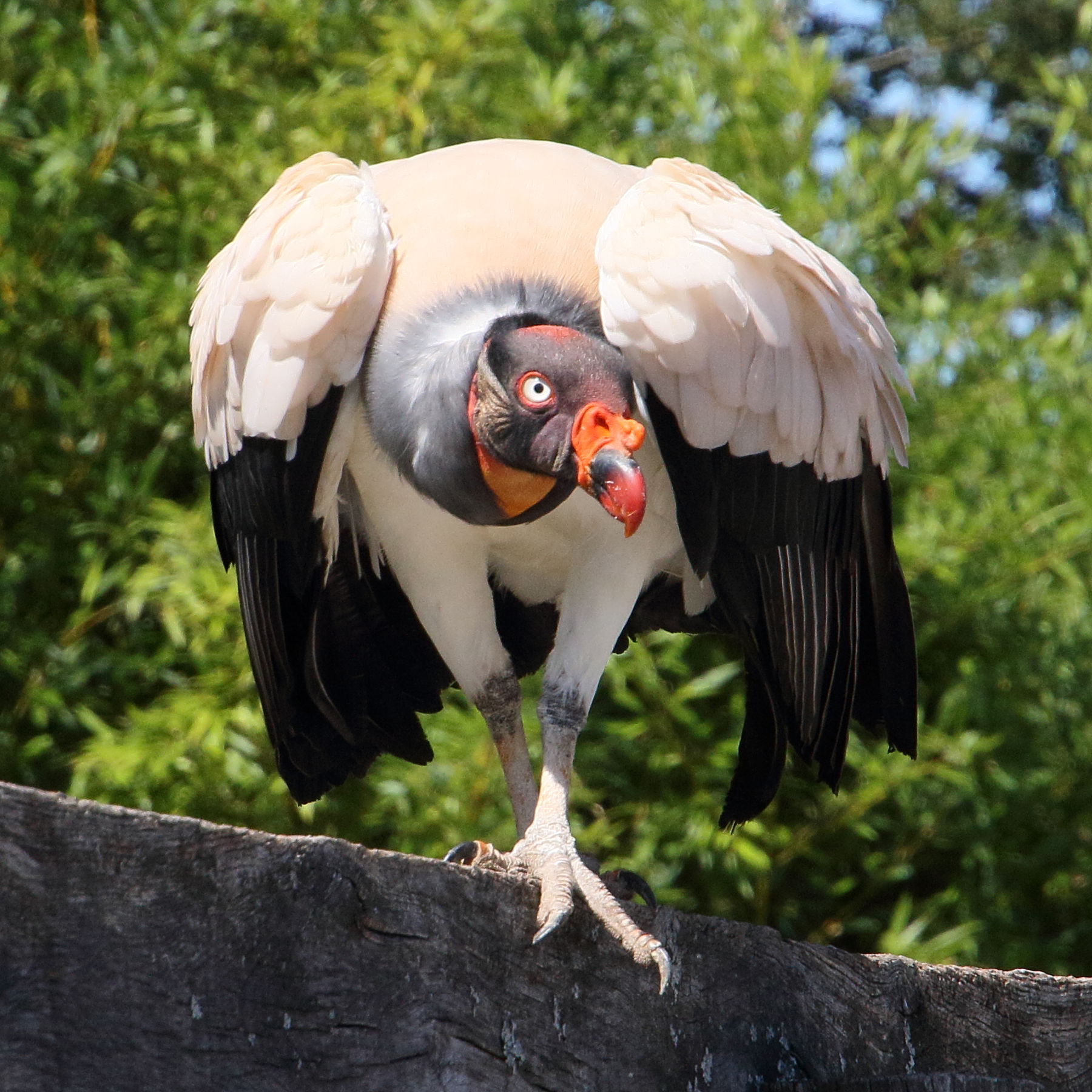 sarcoramphe_roi_-_sarcoramphus_papa4md