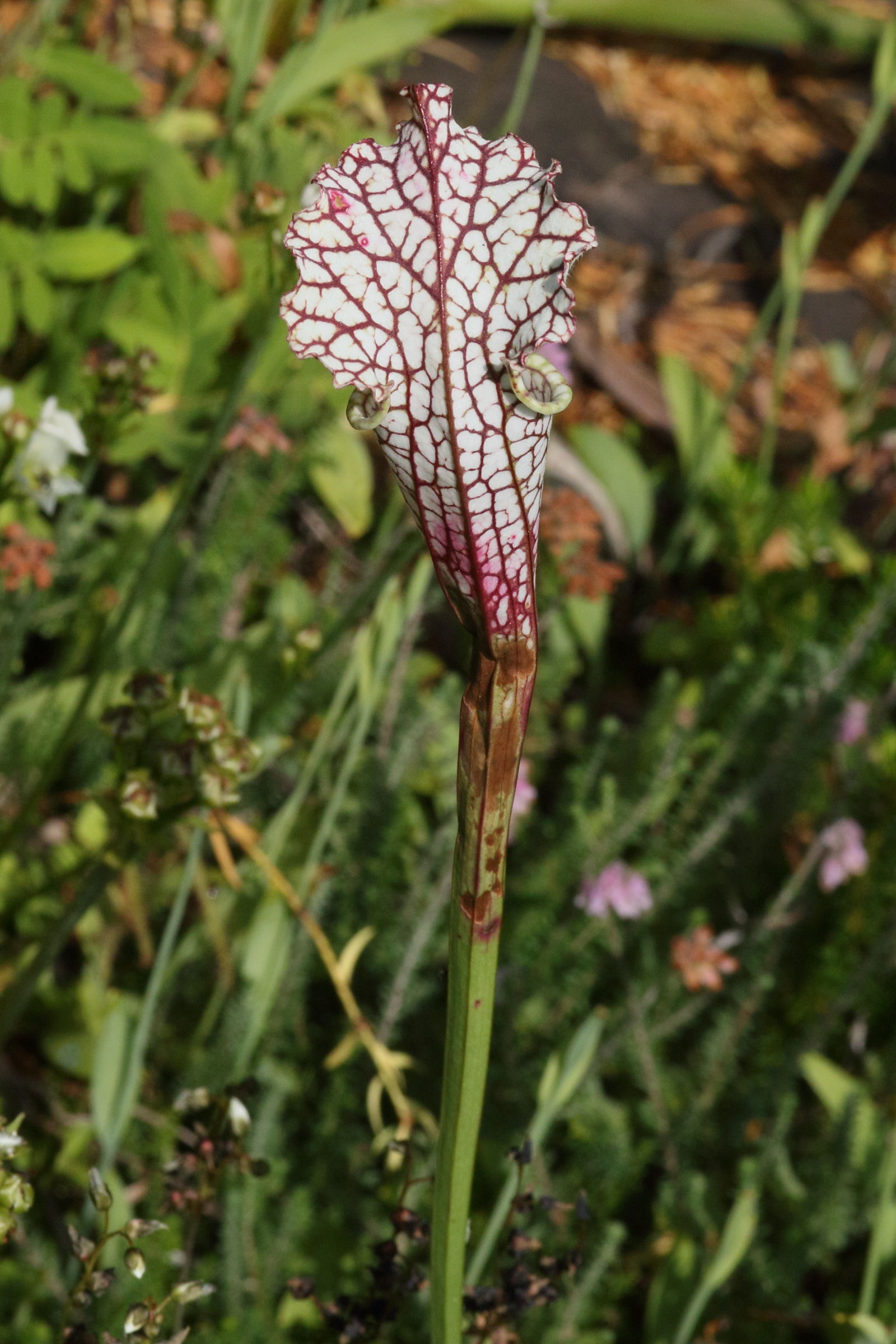 Afficher le média sarracenia_leucophylla5md sarracenia_leucophylla5md