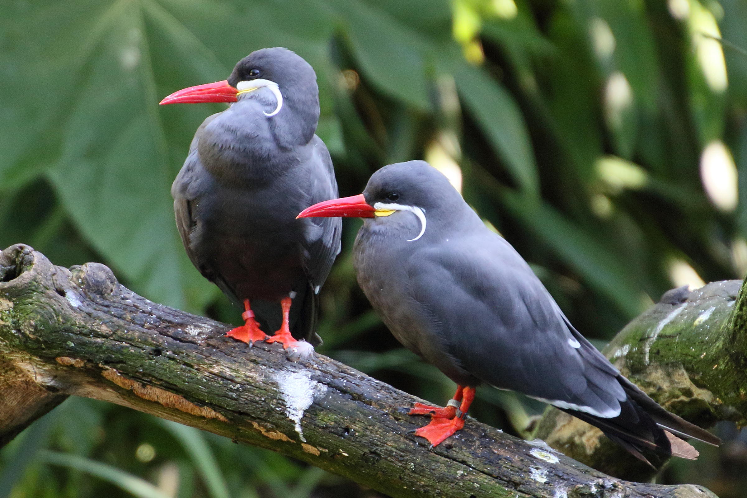 sterne_inca_-_larosterna_inca4md