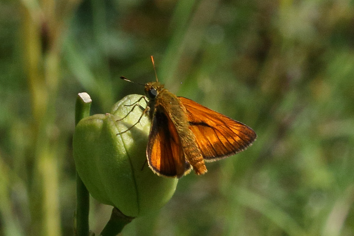 Afficher le média thymelicus_acteon3bd thymelicus_acteon3bd