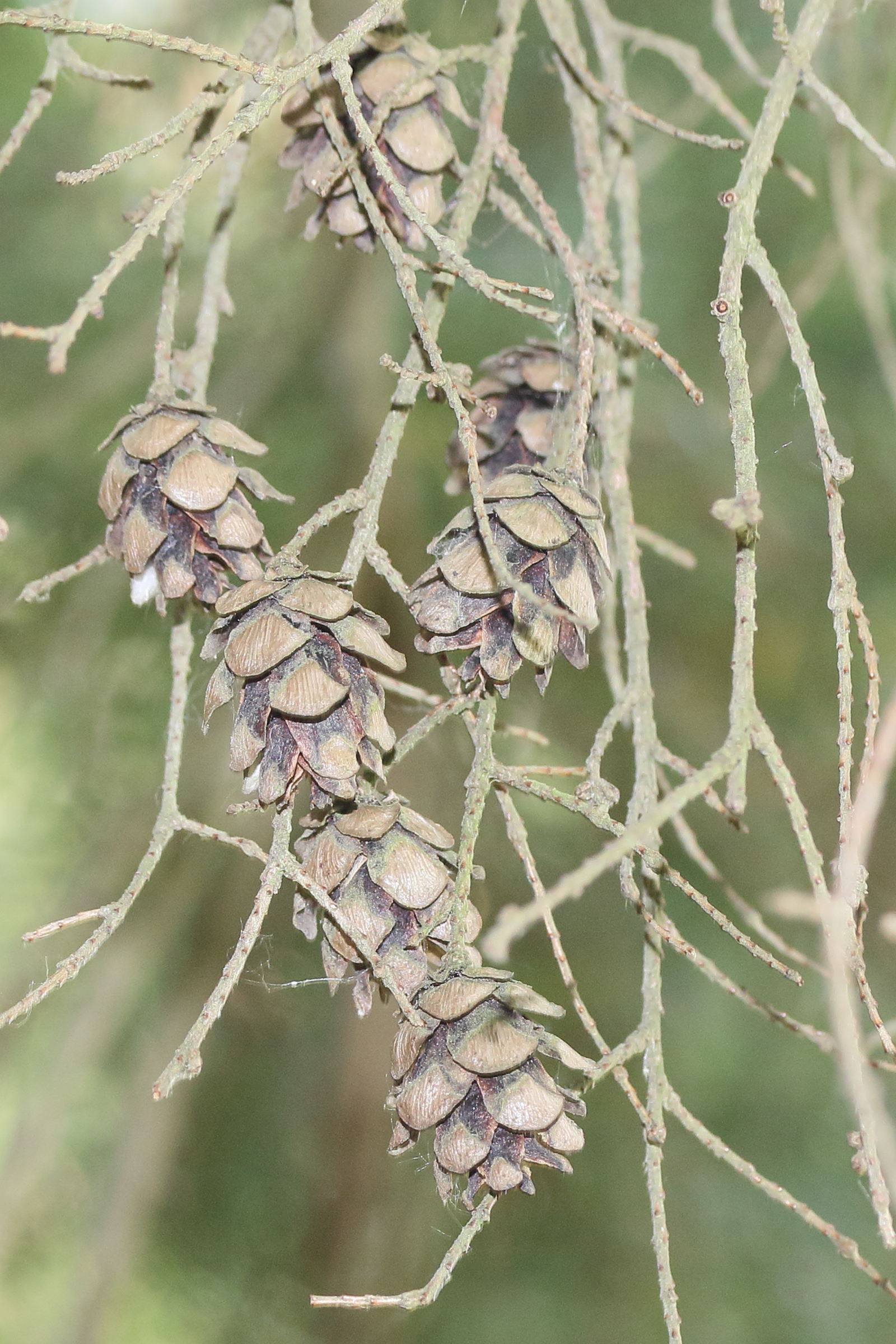 tsuga_heterophylla5md