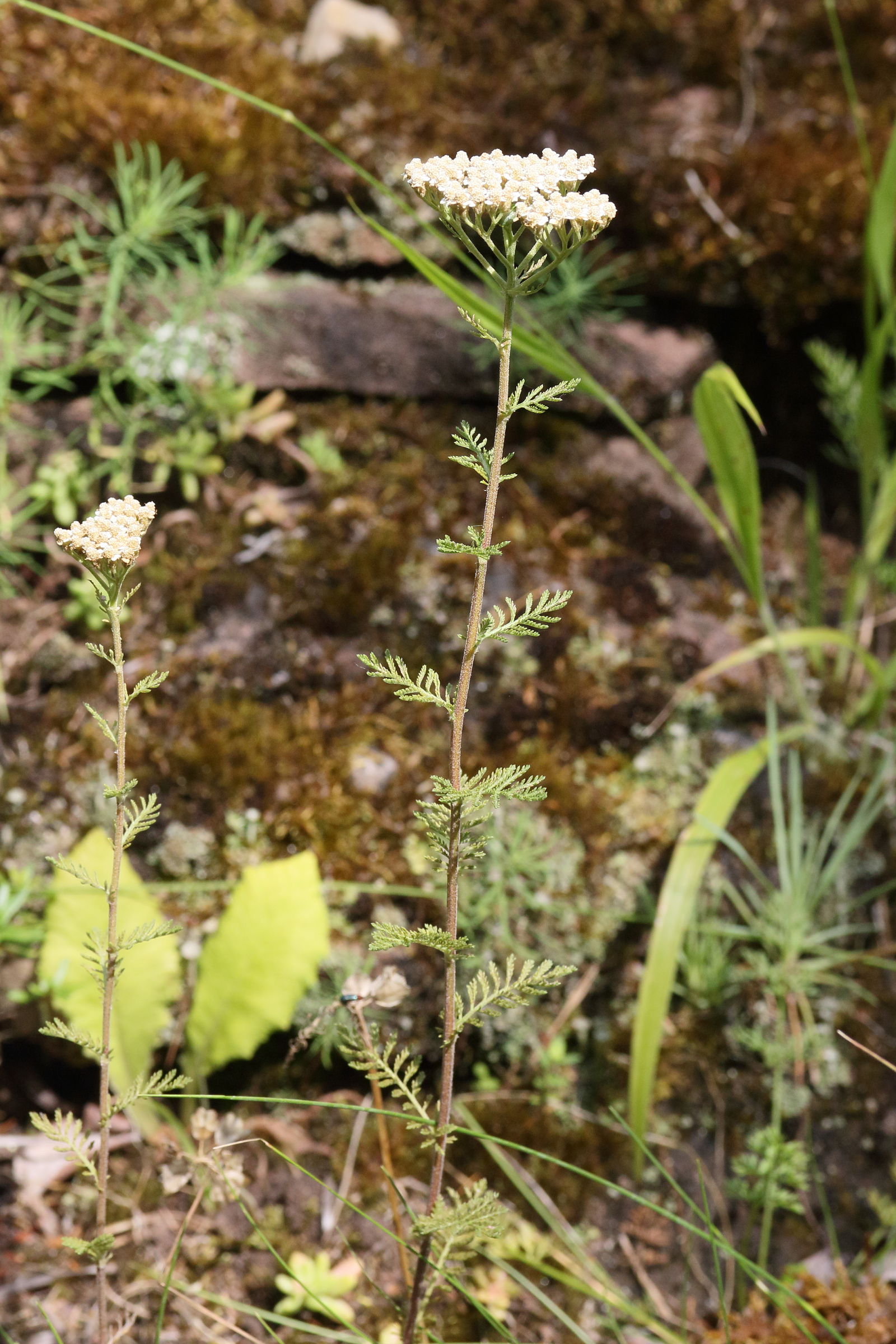 Afficher le média achillea_nobilis1md achillea_nobilis1md