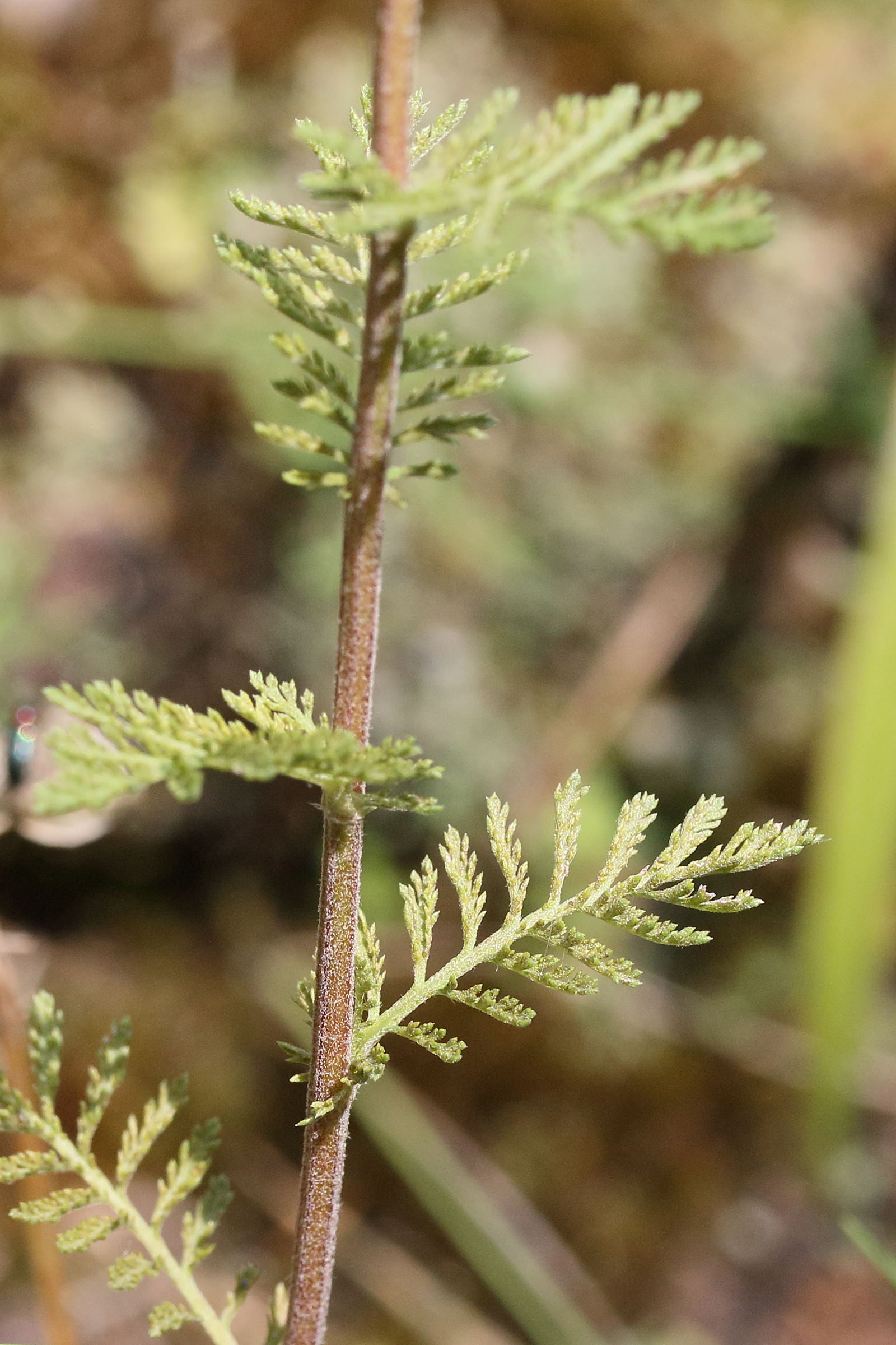 Afficher le média achillea_nobilis2md achillea_nobilis2md
