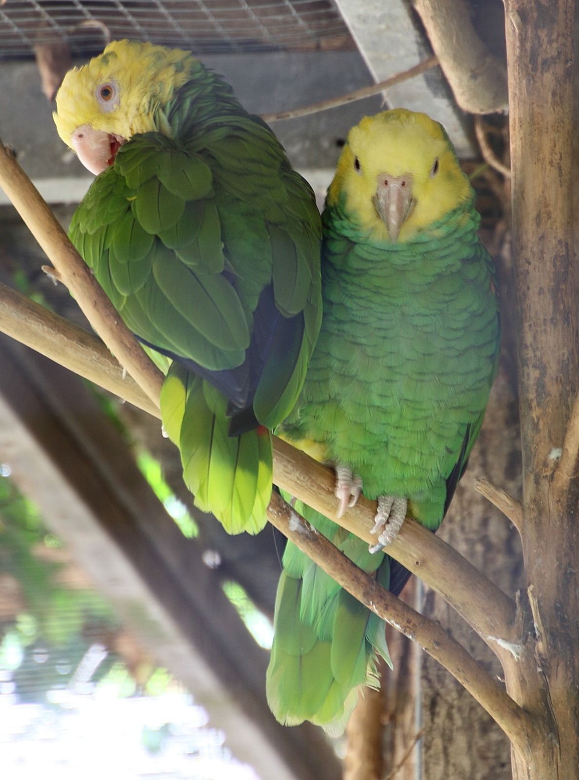 amazone_a_tete_jaune_-_amazona_oratrix1md