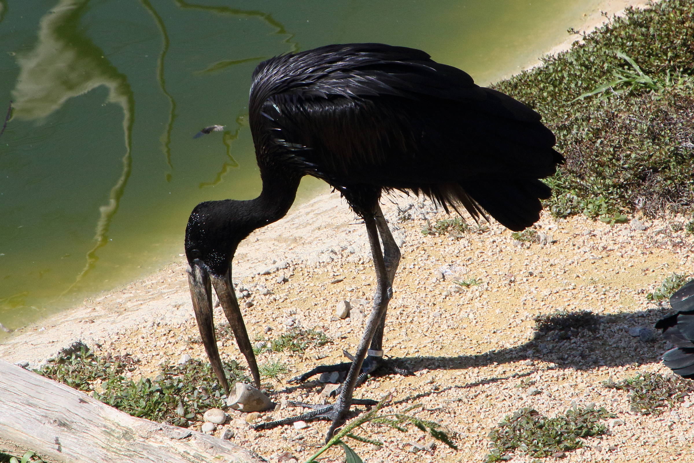 bec-ouvert_africain_-_anastomus_lamelligerus1md