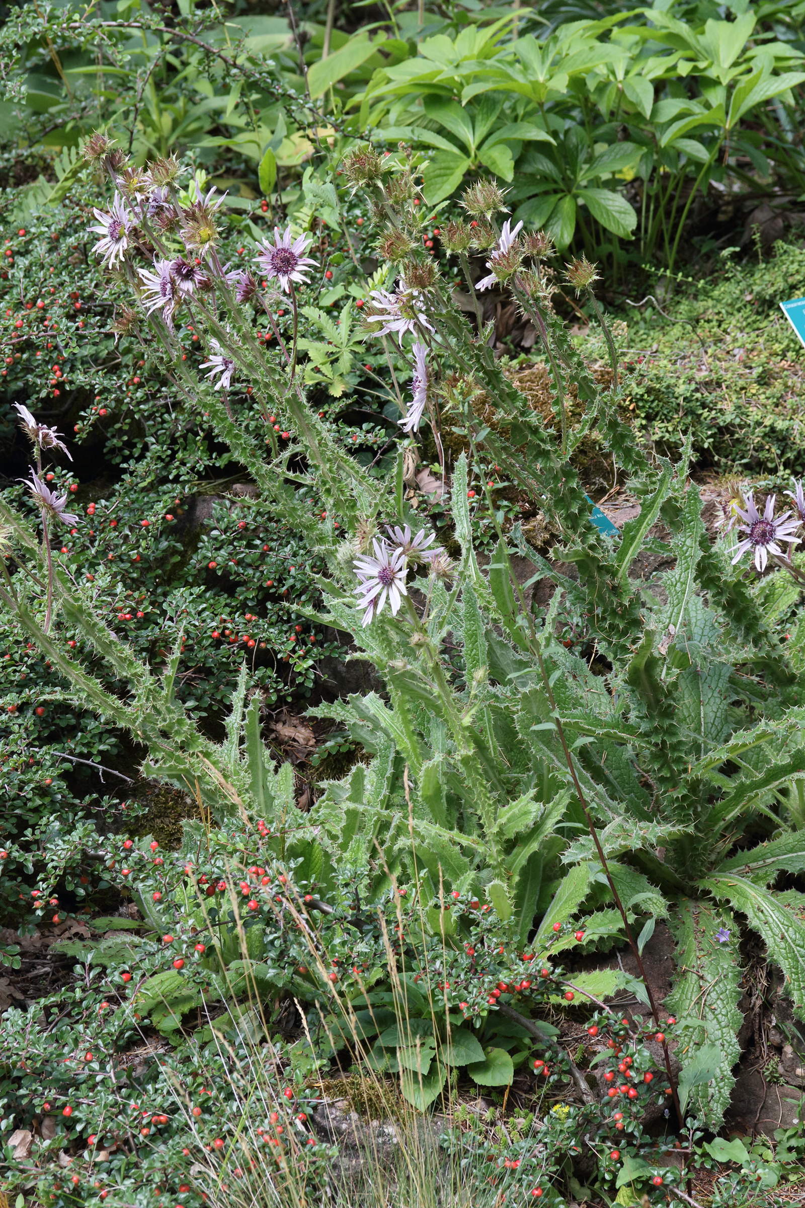 Afficher le média berkheya_purpurea1md berkheya_purpurea1md