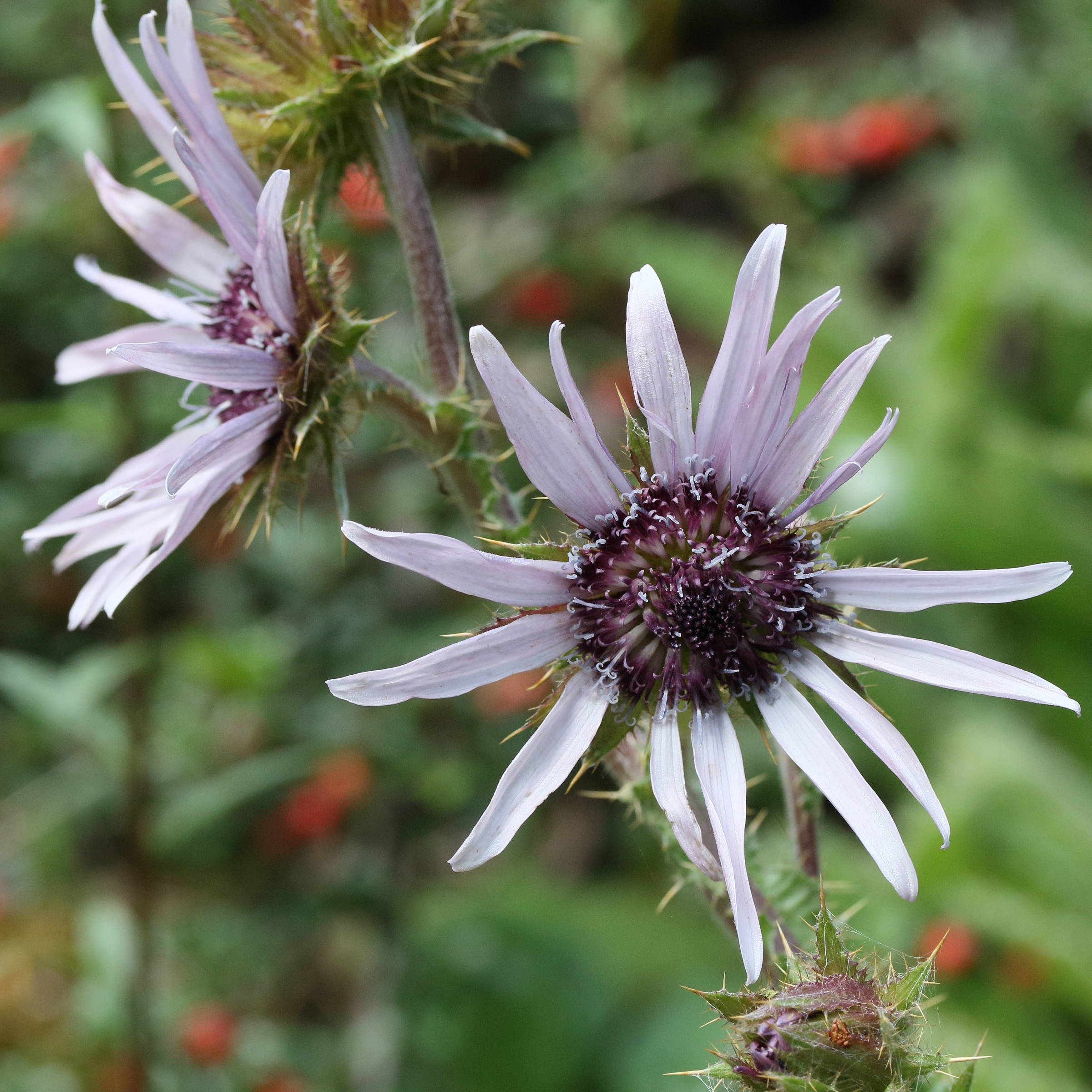 Afficher le média berkheya_purpurea2md berkheya_purpurea2md