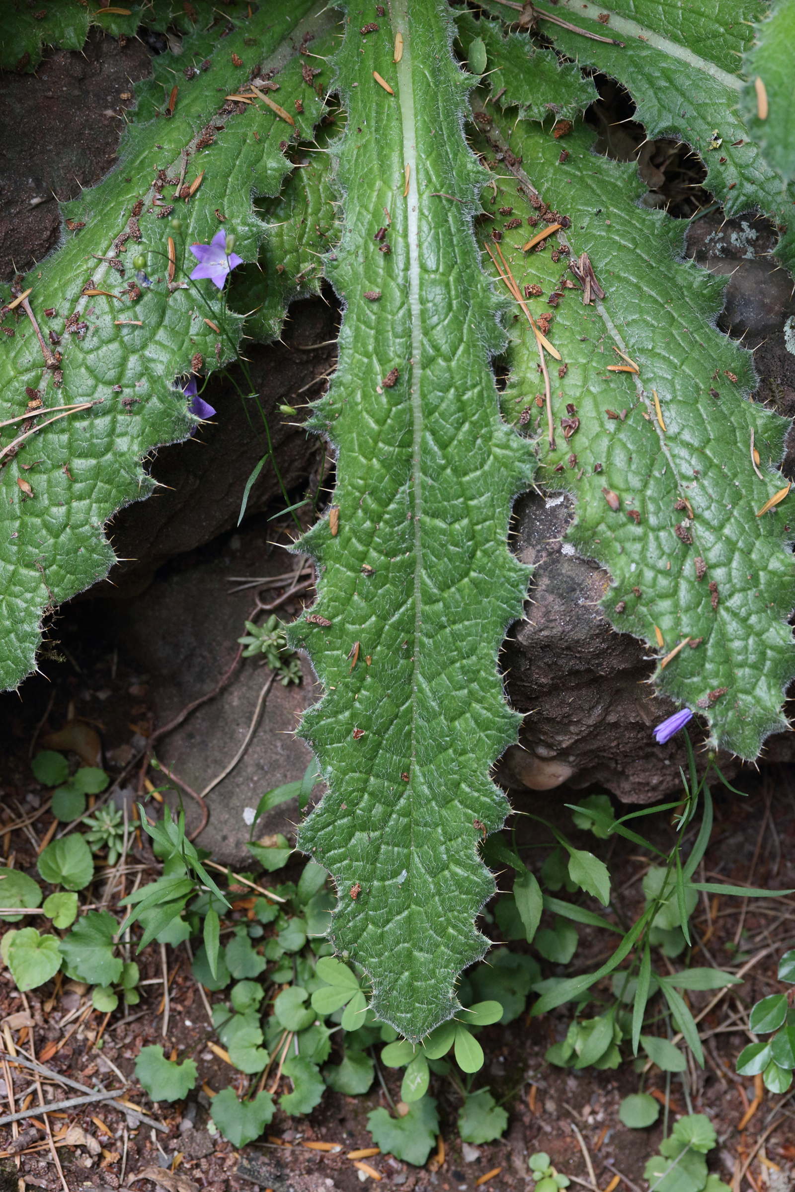 Afficher le média berkheya_purpurea4md berkheya_purpurea4md
