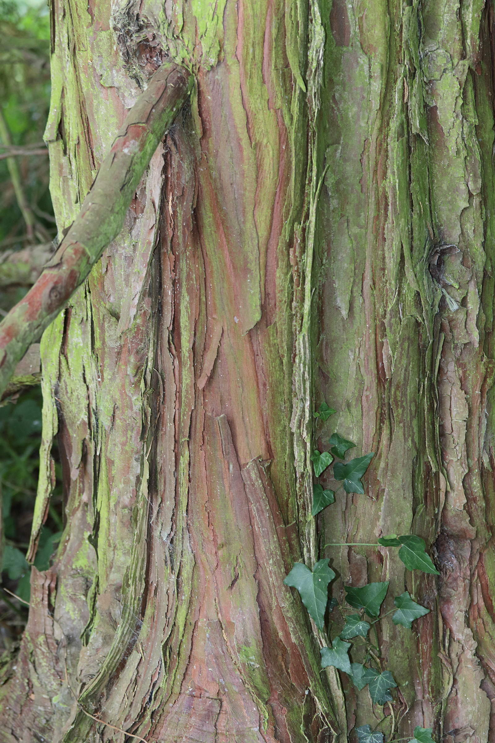 calocedrus_decurrens4md