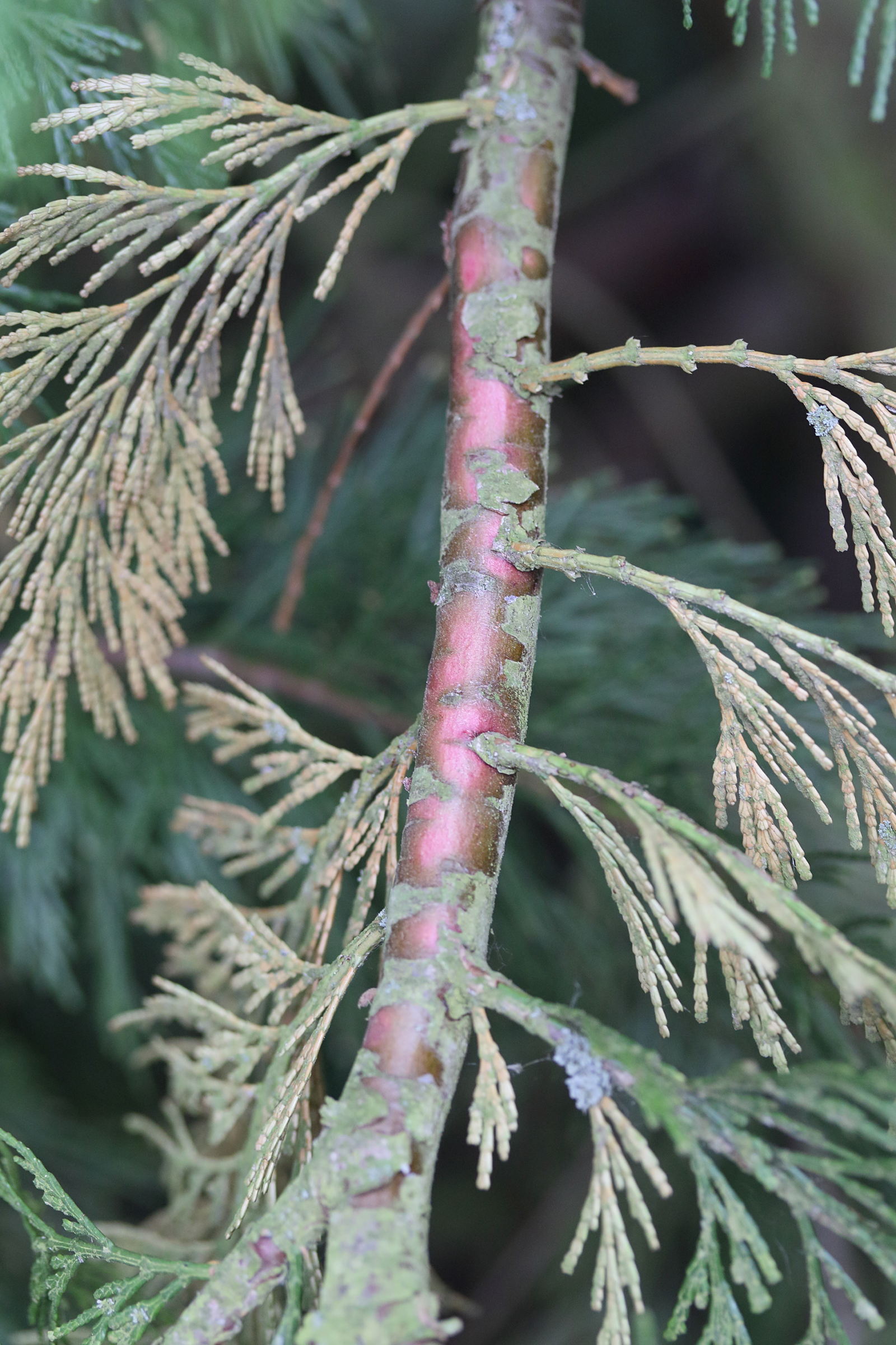 calocedrus_decurrens5md