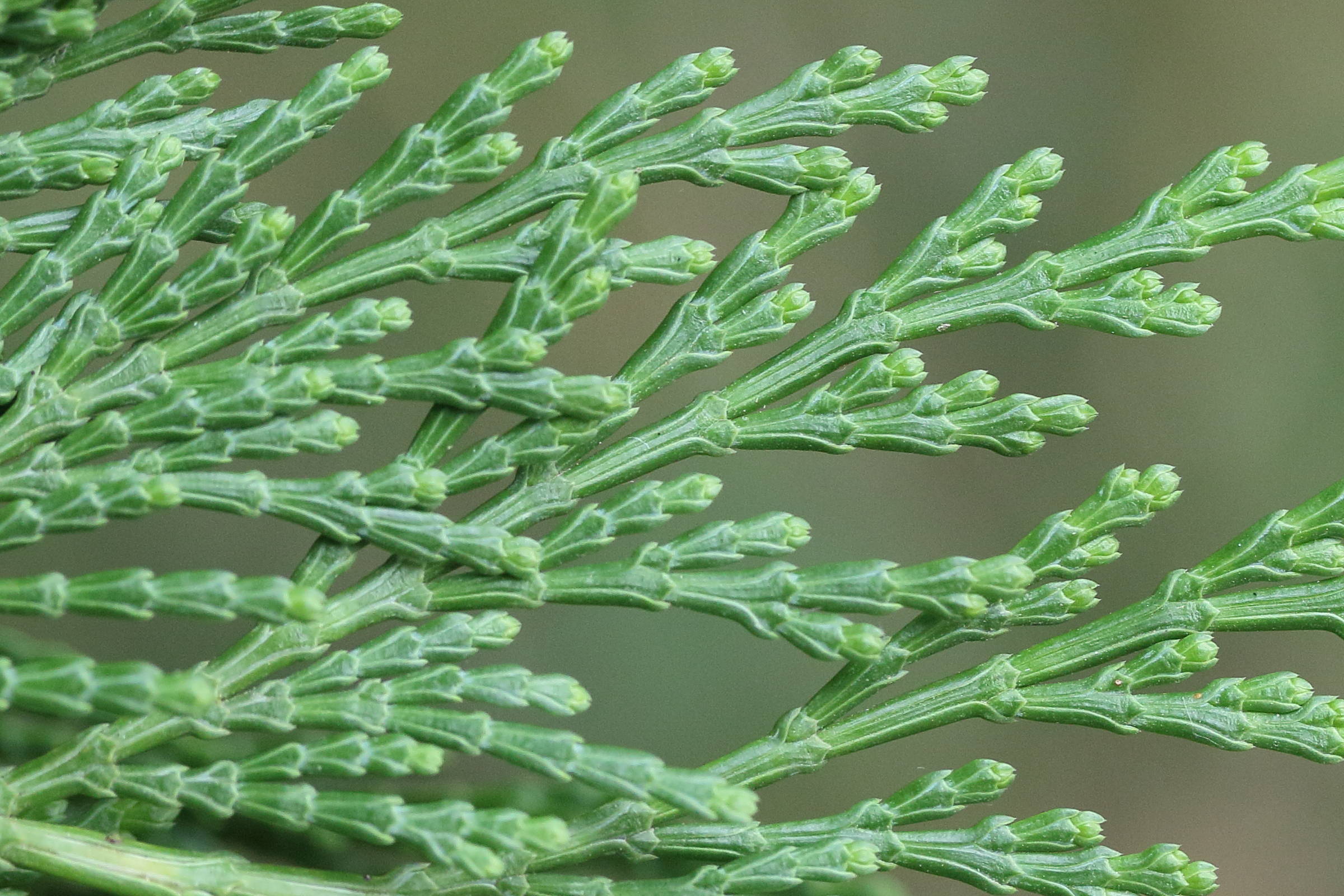 calocedrus_decurrens6md