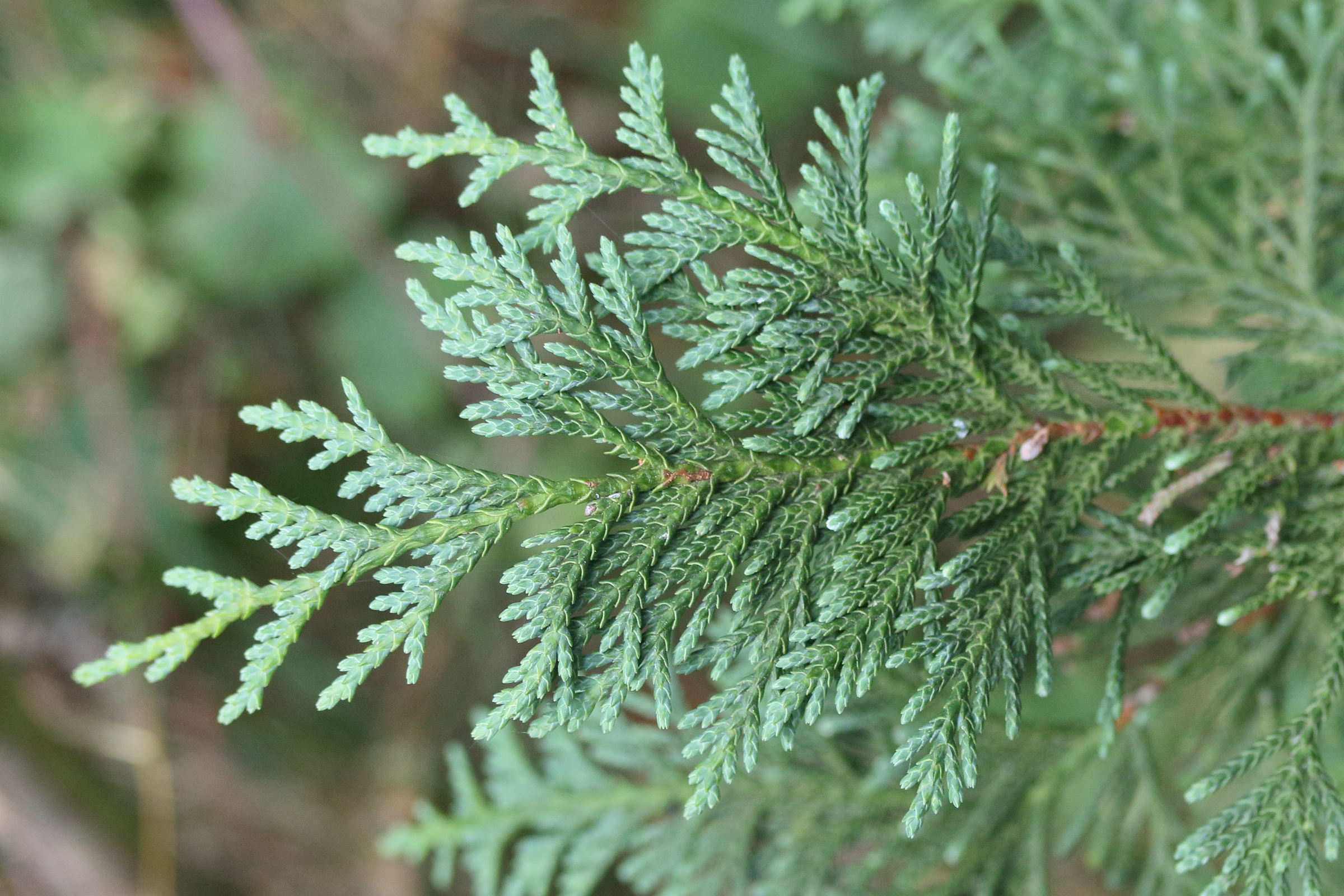 chamaecyparis_nootkatensis2md