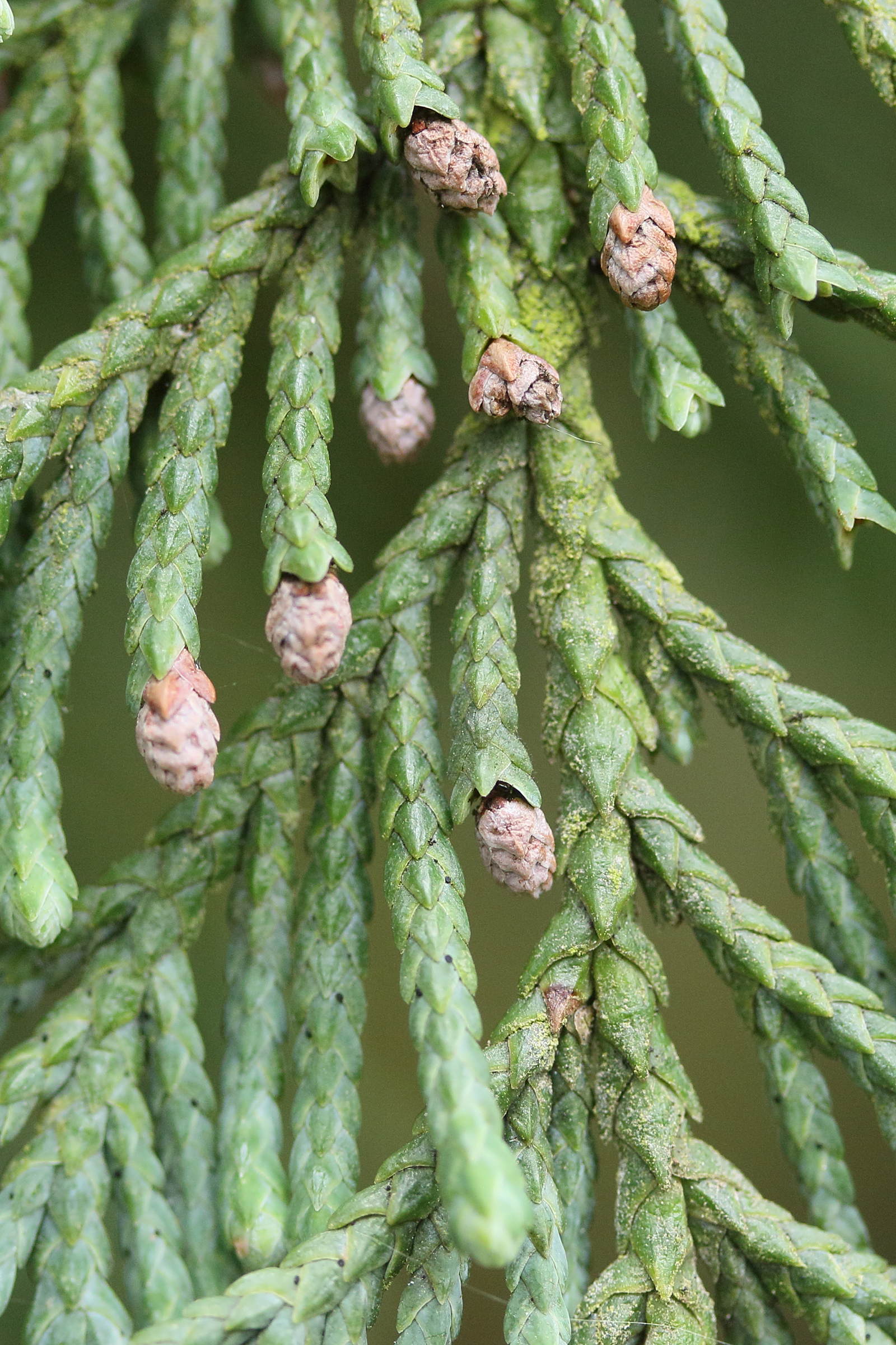 chamaecyparis_nootkatensis3md