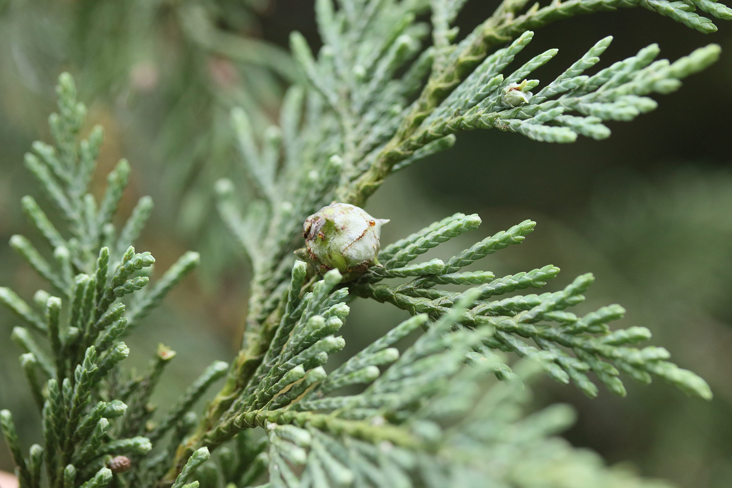 chamaecyparis_nootkatensis4md