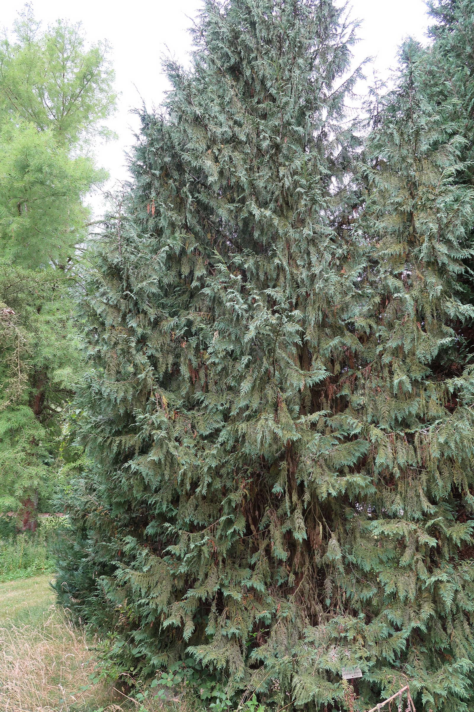 chamaecyparis_nootkatensis5md