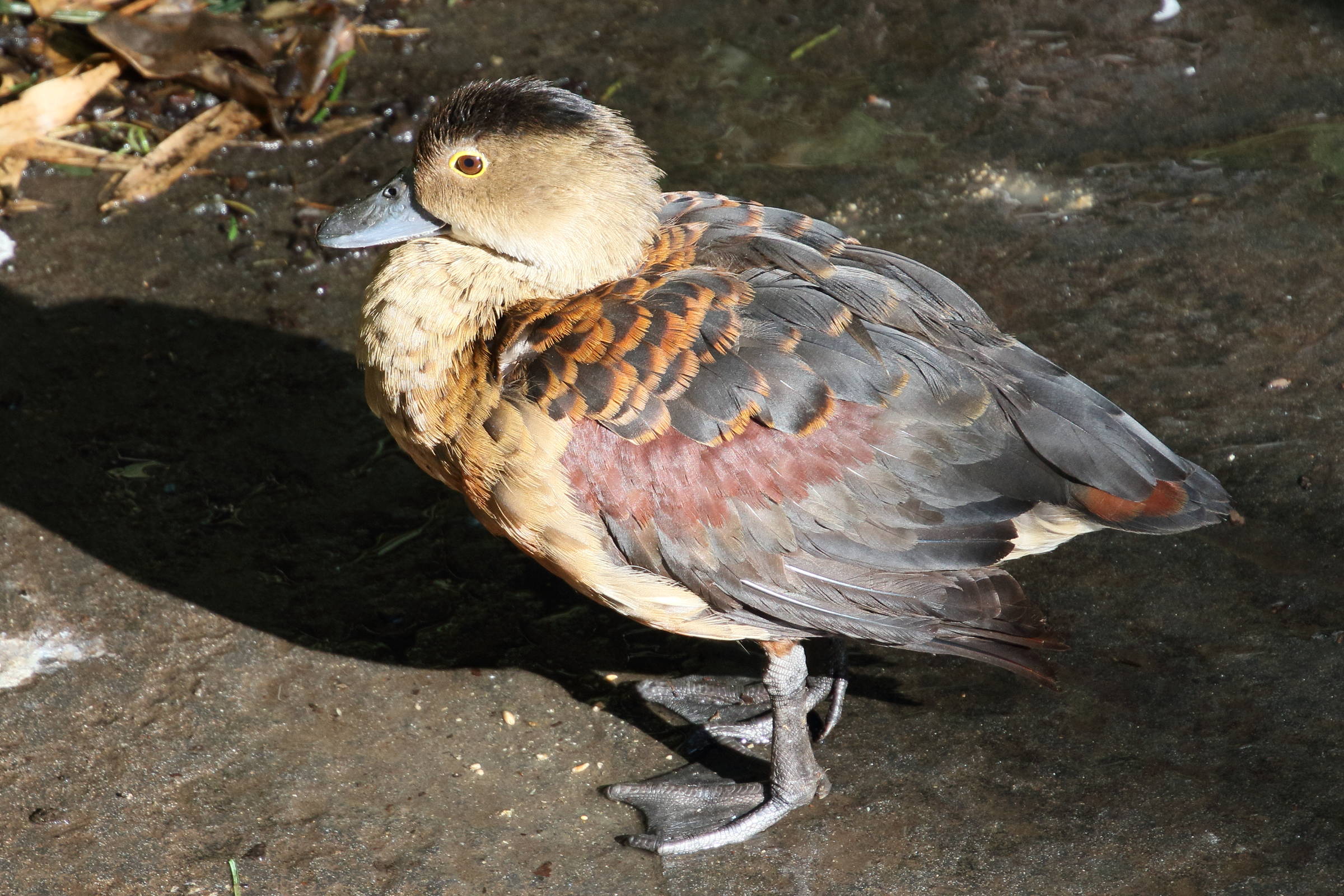 dendrocygne_siffleur_-_dendrocygna_javanica1md