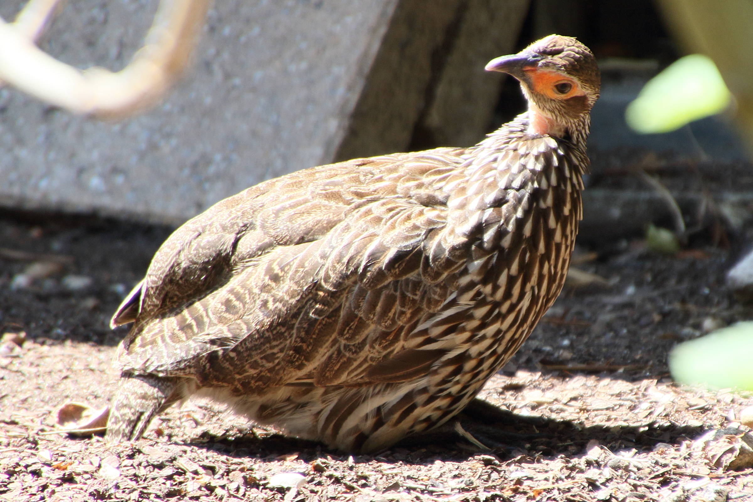 francolin_a_cou_jaune_-_pternistis_leucoscepus1md