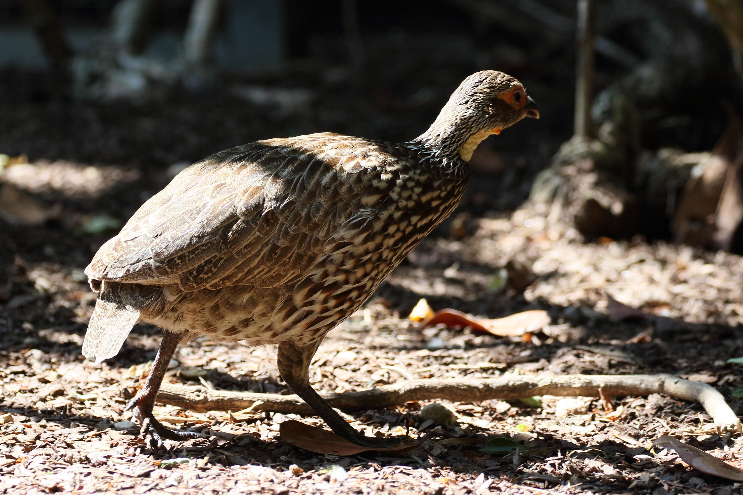 francolin_a_cou_jaune_-_pternistis_leucoscepus2bd