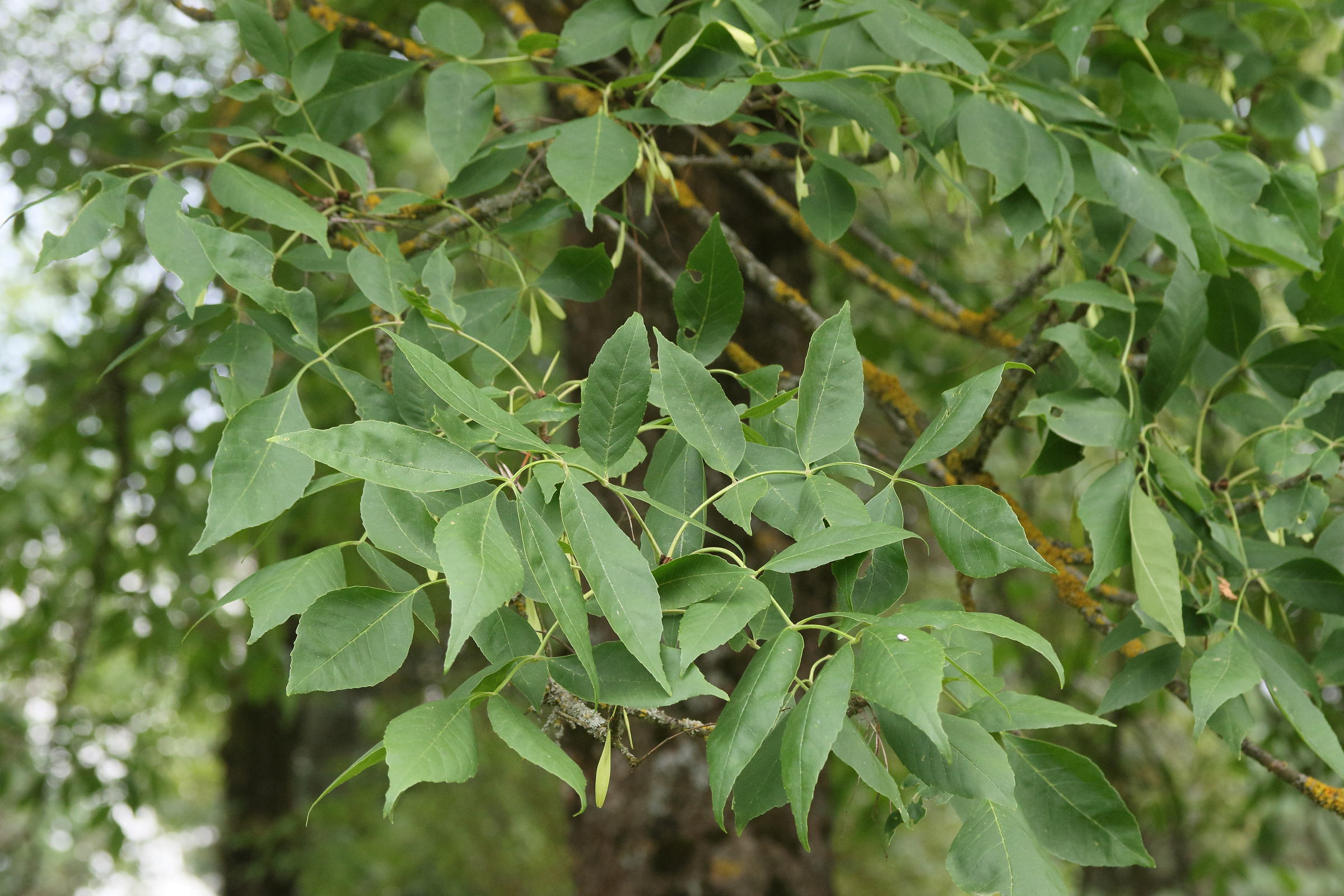 fraxinus_chinensis1md