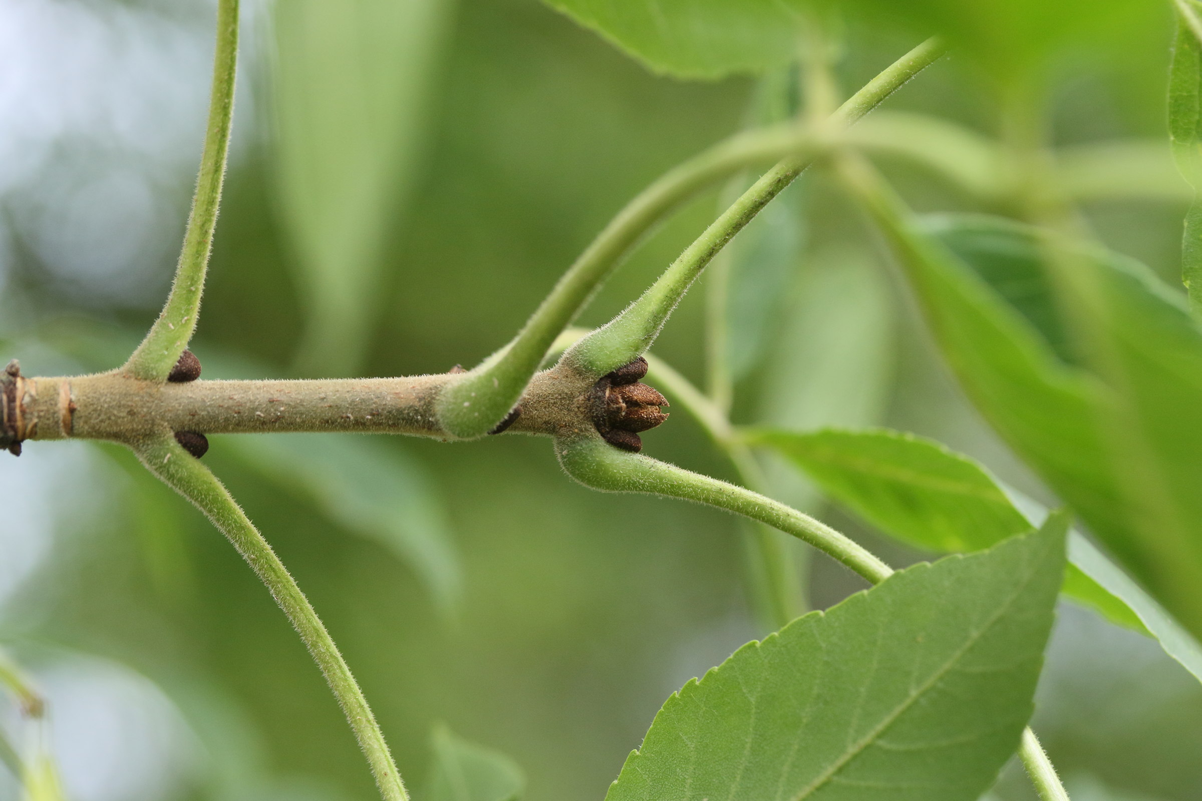 fraxinus_chinensis2md