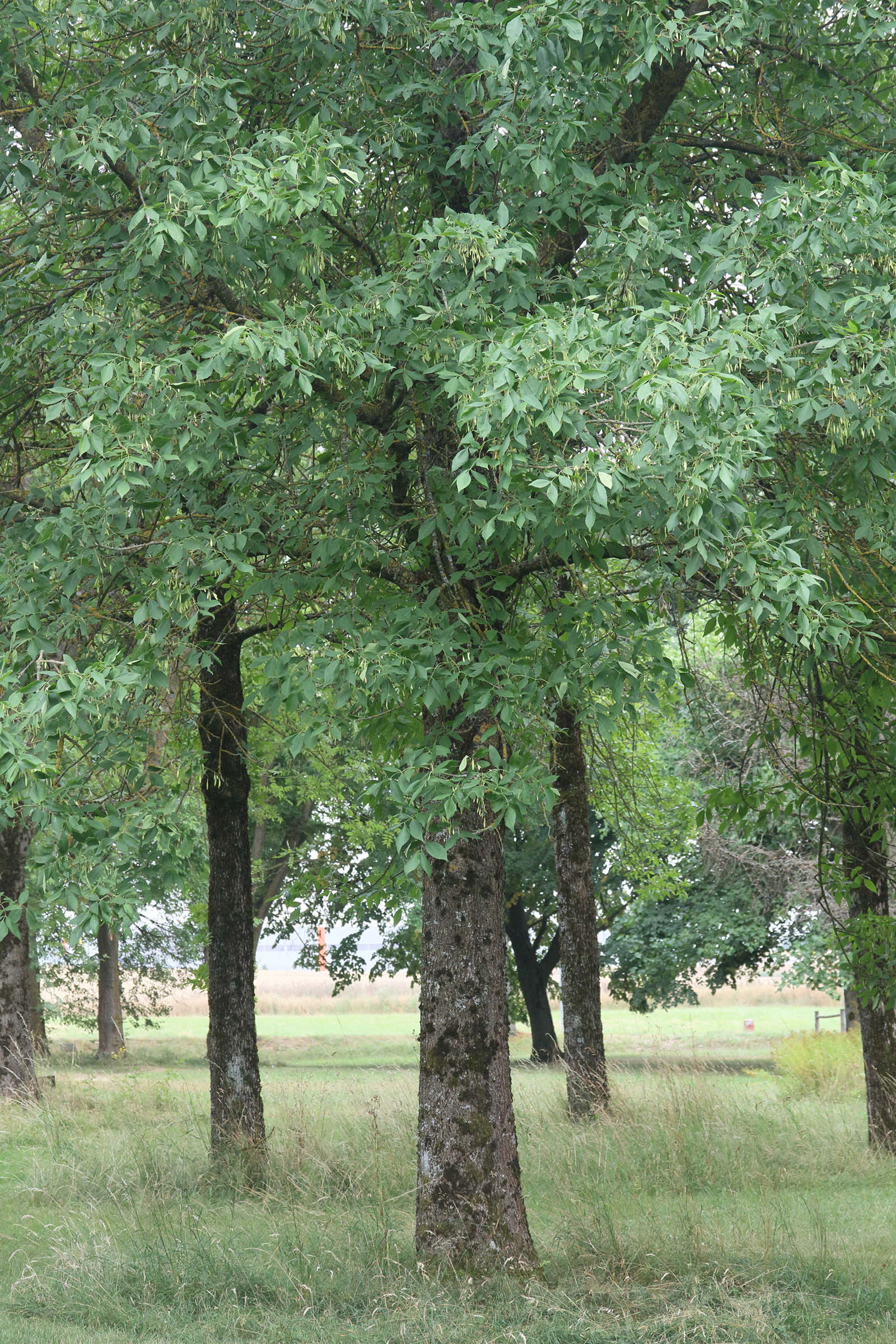 fraxinus_chinensis3md