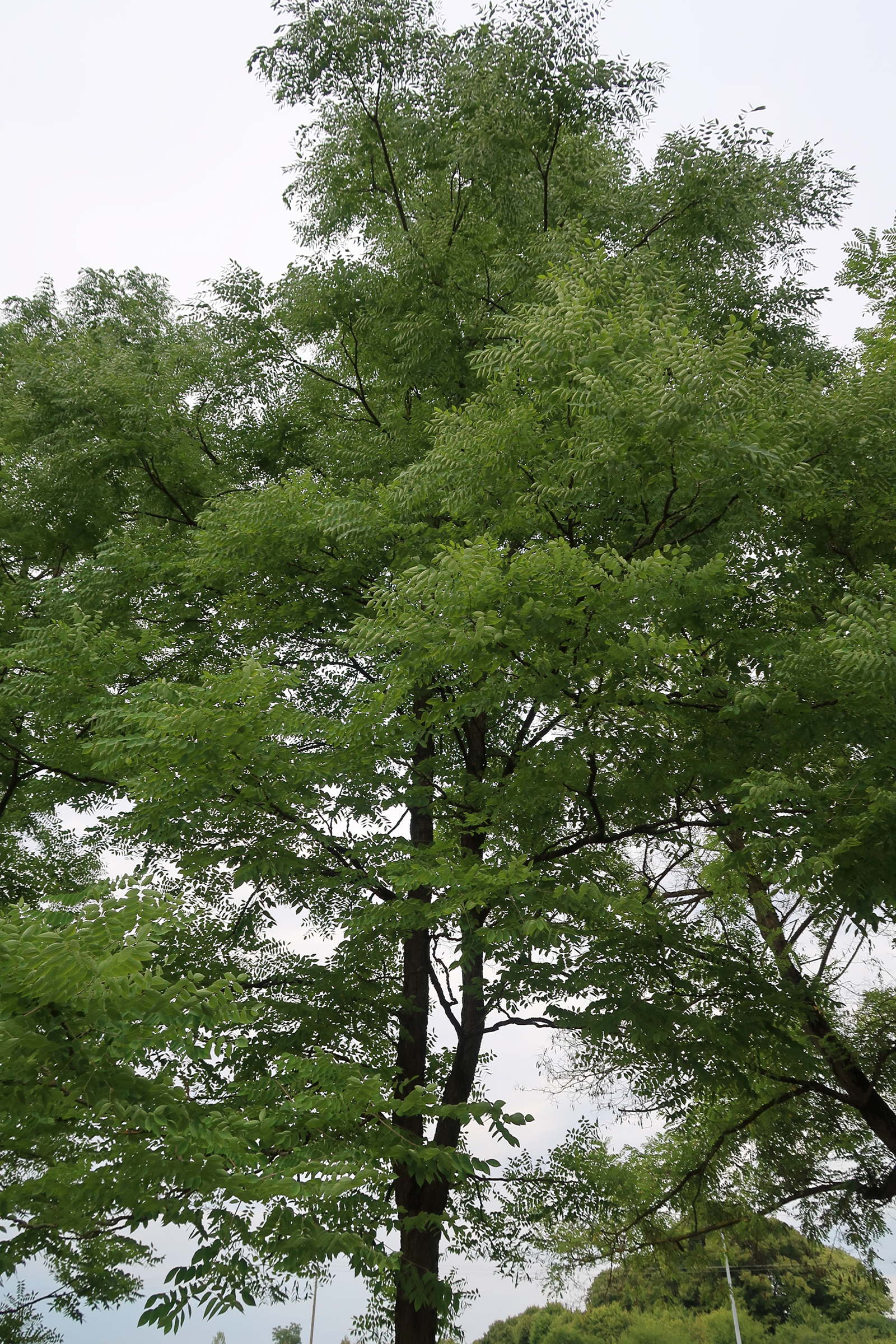 Afficher le média gymnocladus_dioica1md gymnocladus_dioica1md