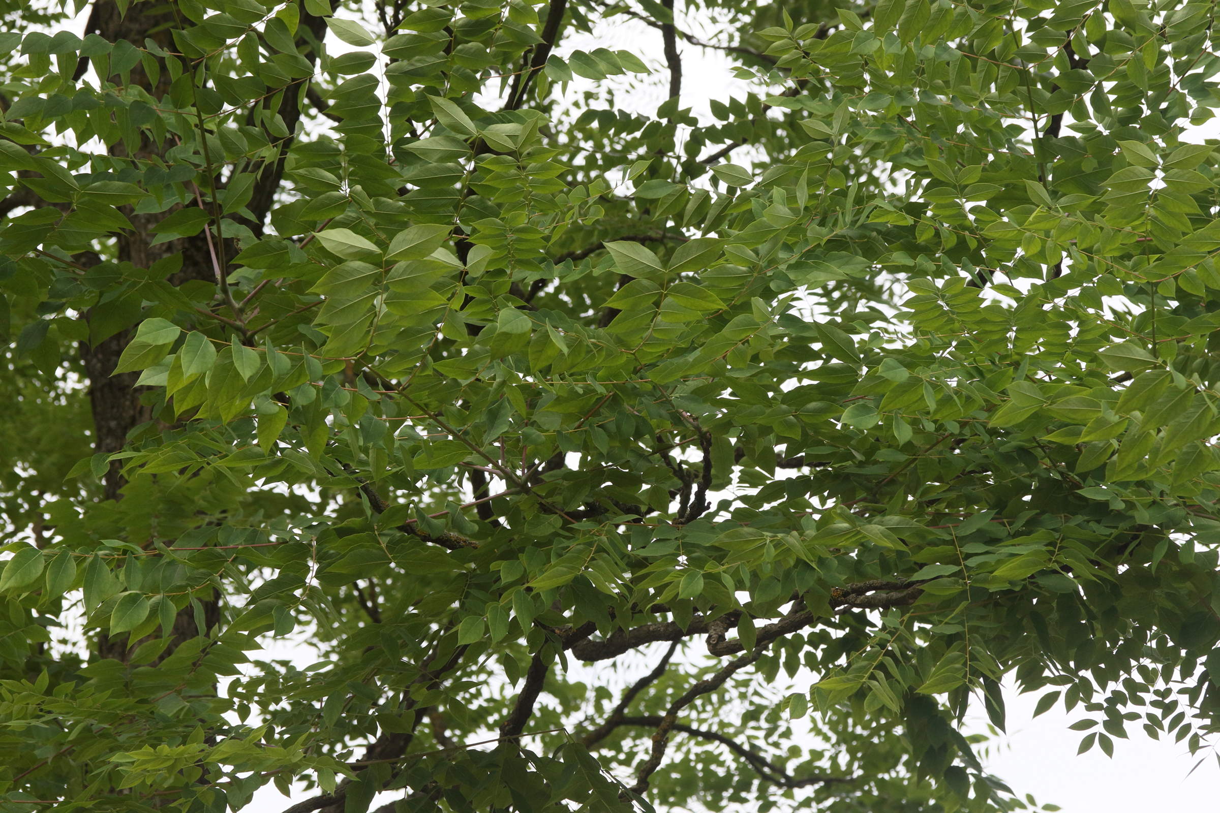 Afficher le média gymnocladus_dioica2md gymnocladus_dioica2md