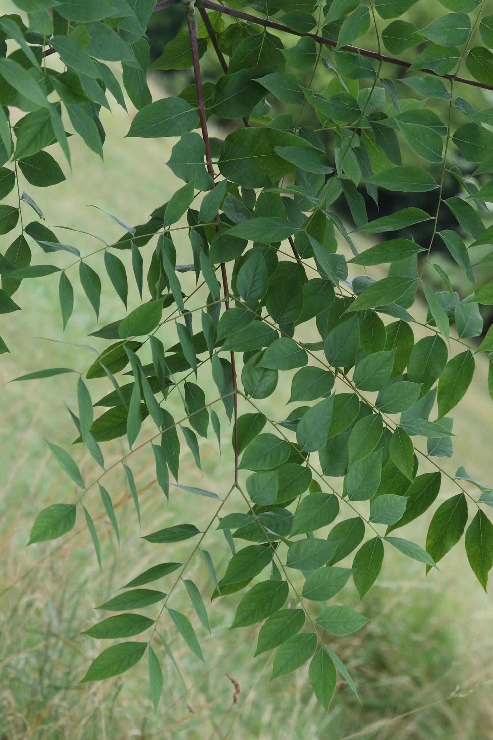 Afficher le média gymnocladus_dioica3md gymnocladus_dioica3md