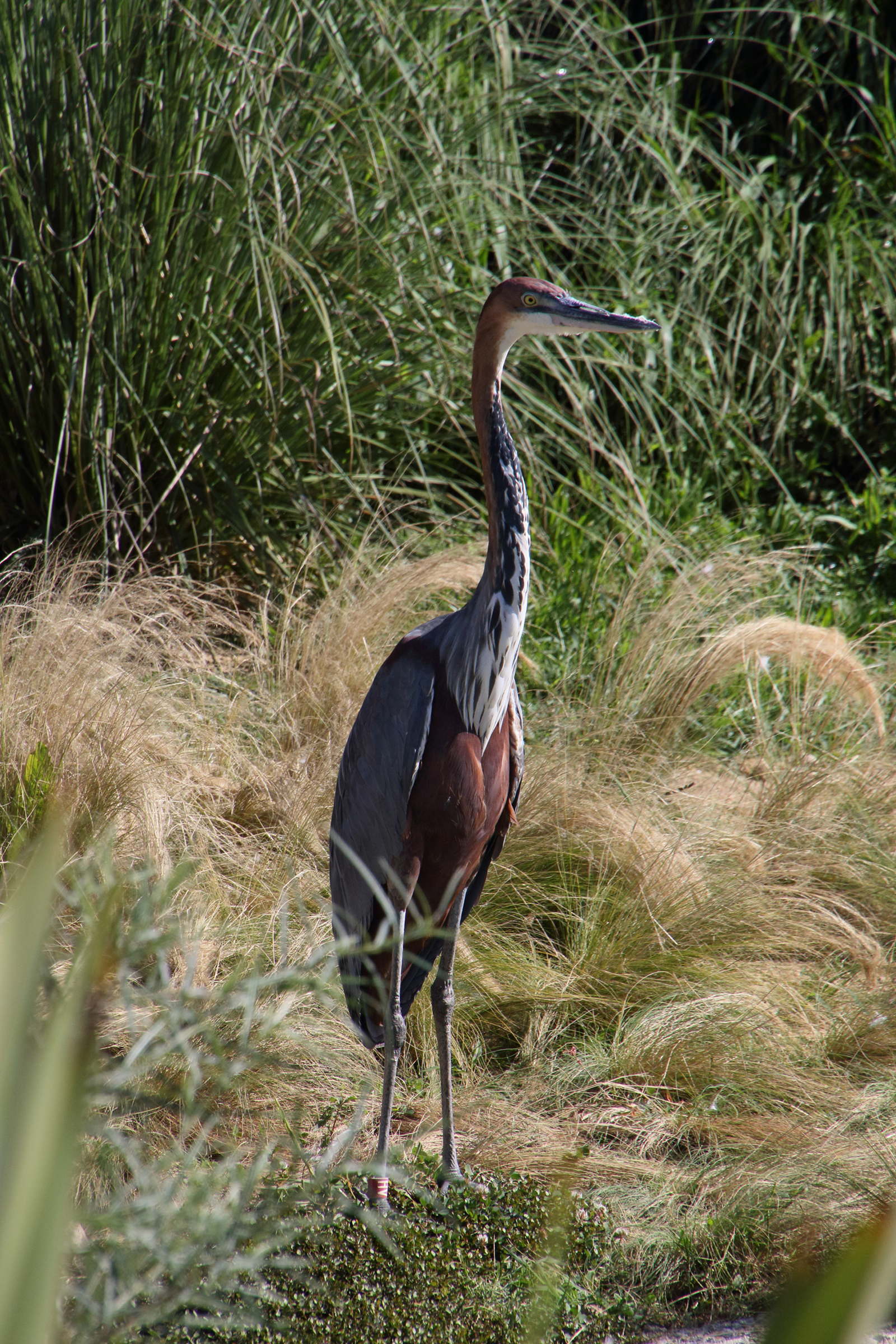 heron_goliath_-_ardea_goliath2md