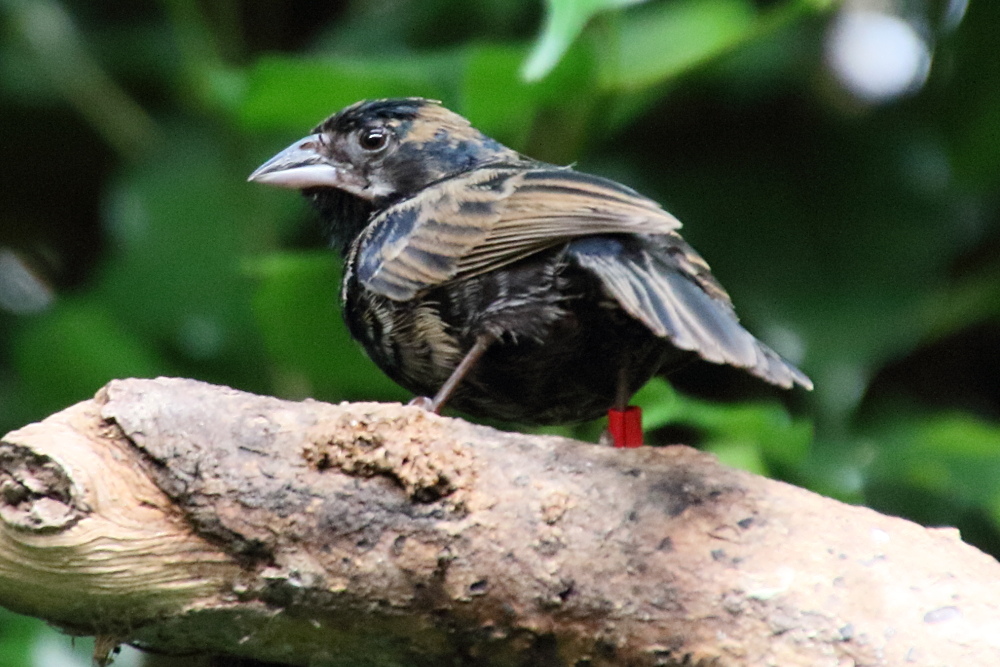 jacarini_noir_-_volatina_jacarinia1md
